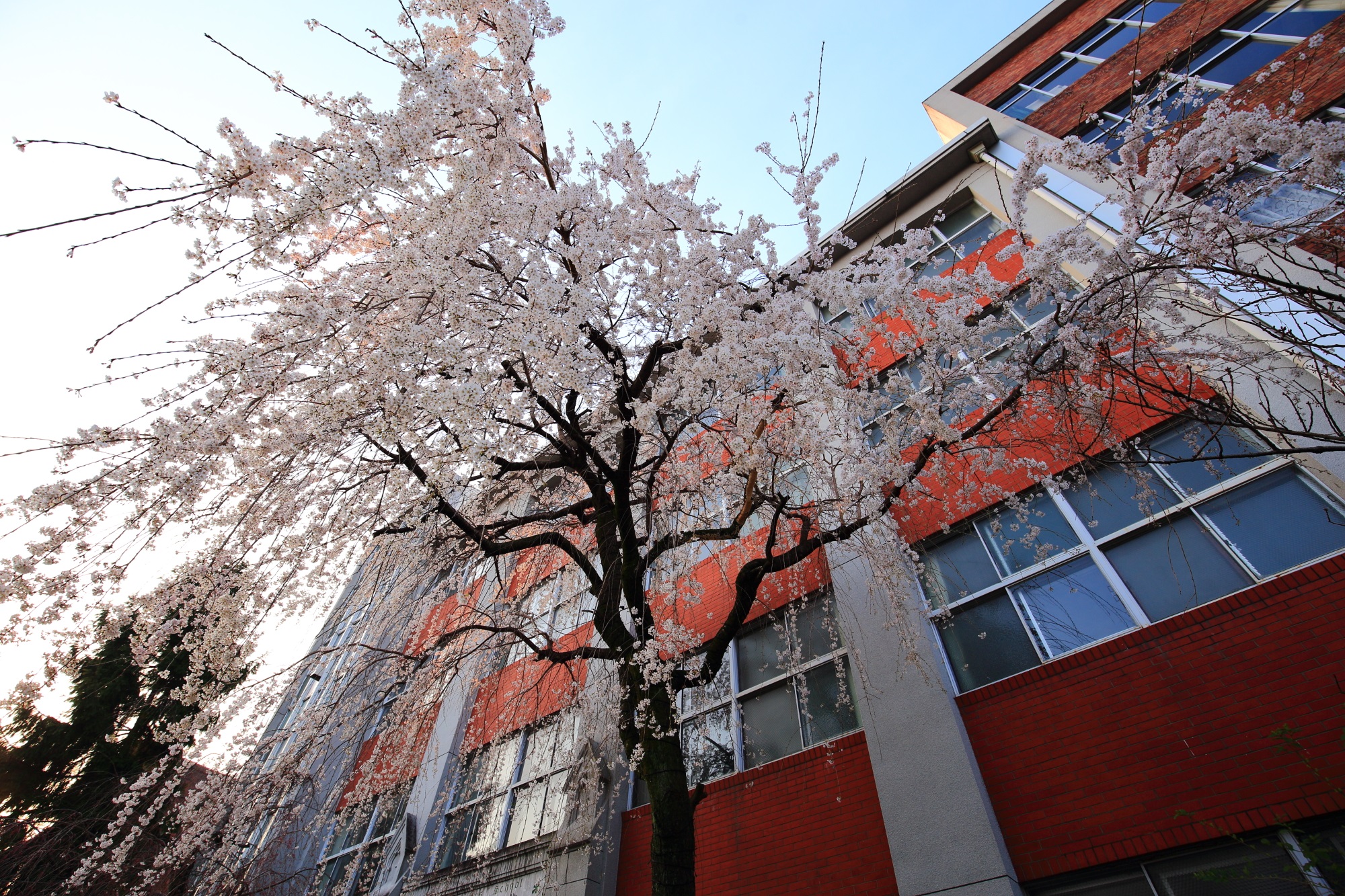 華やかな桜を引き立てる背景の校舎の色合い