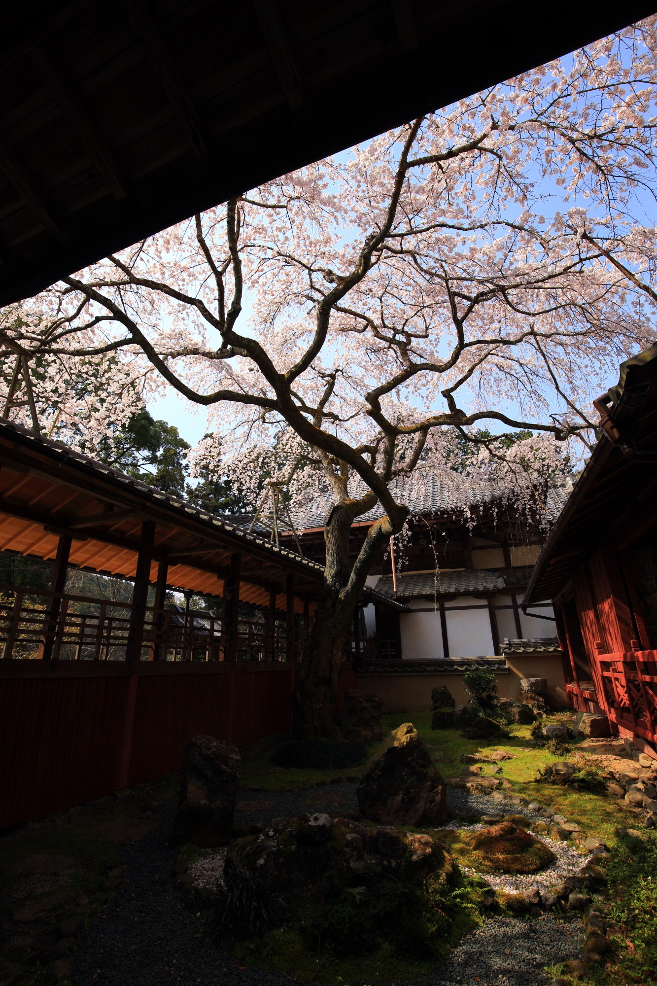 十輪寺の素晴らしいなりひら桜と春の情景
