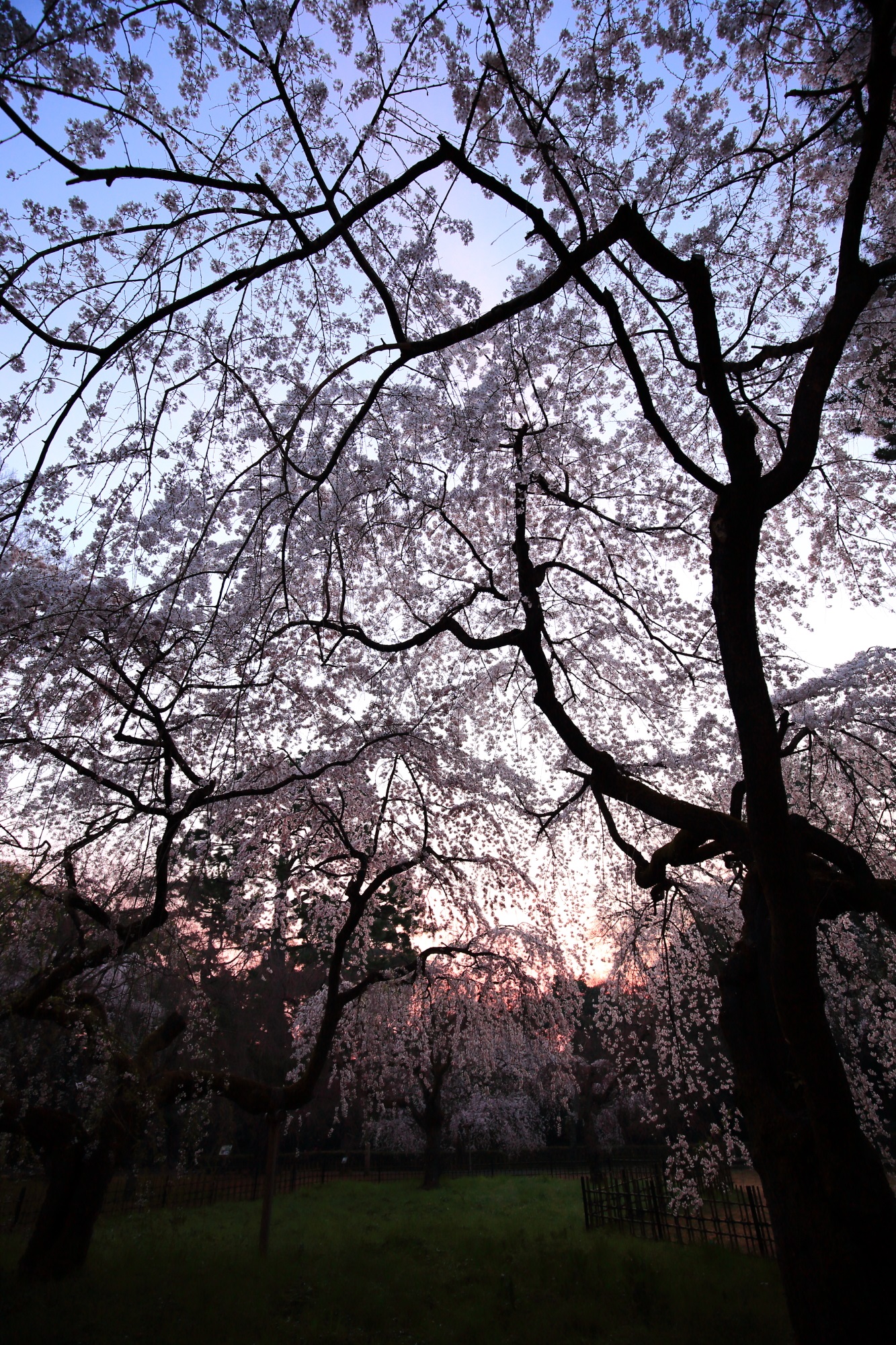 朝焼けの空に広がる満開のしだれ桜