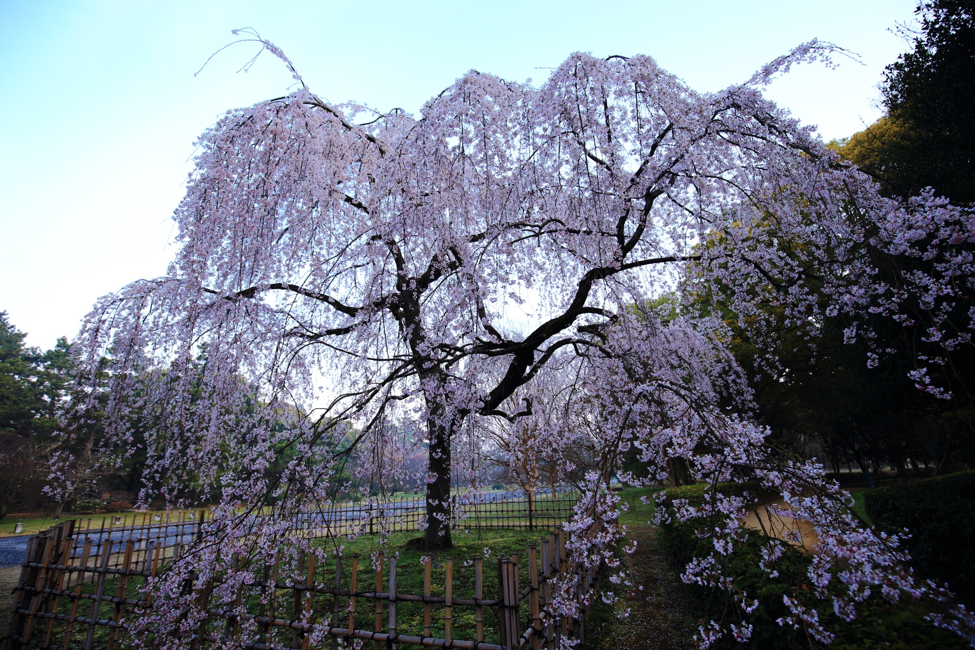 華やかに咲き誇る出水の糸桜