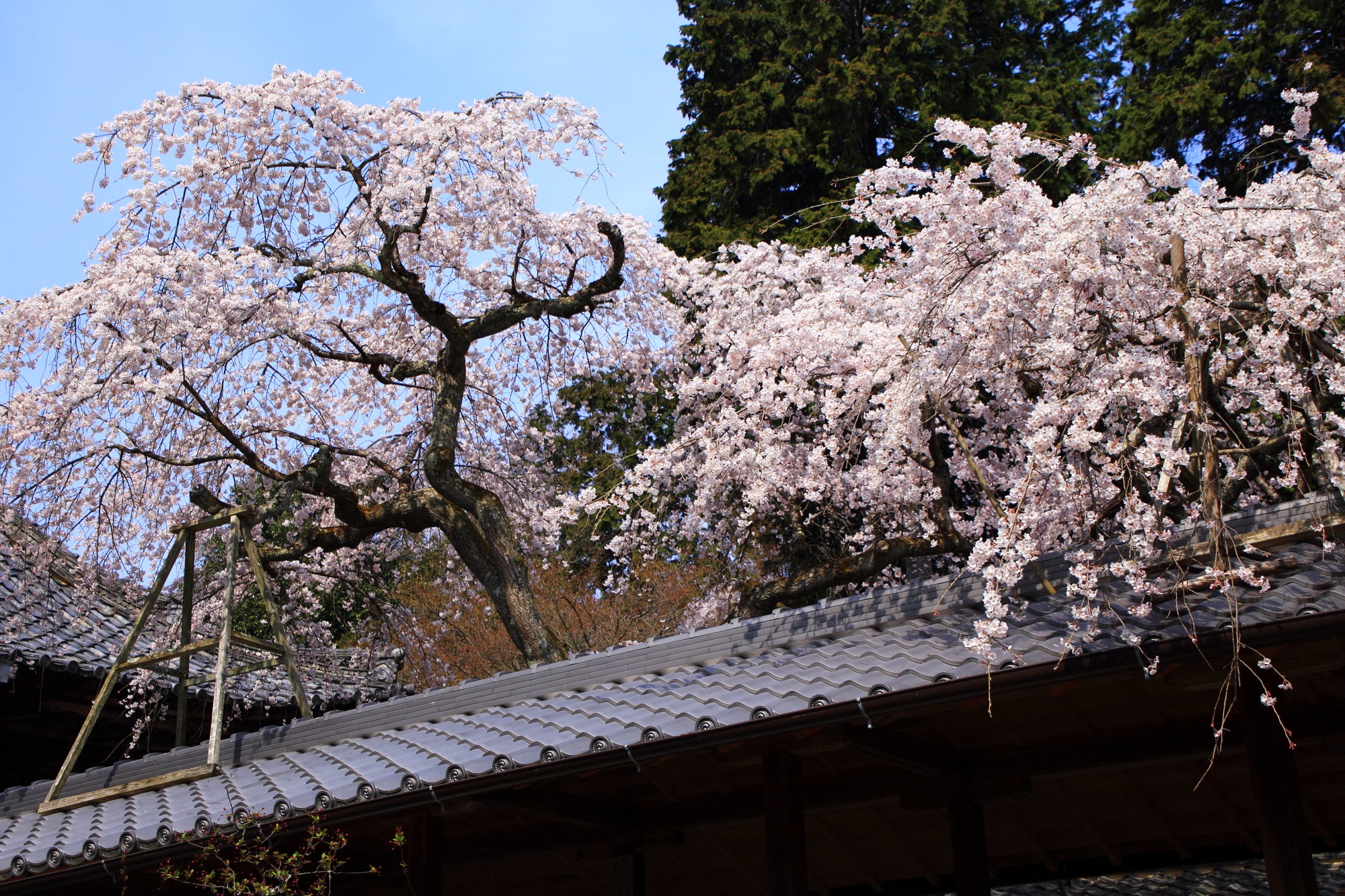 屋根から飛び出して豪快に咲き誇る一本桜