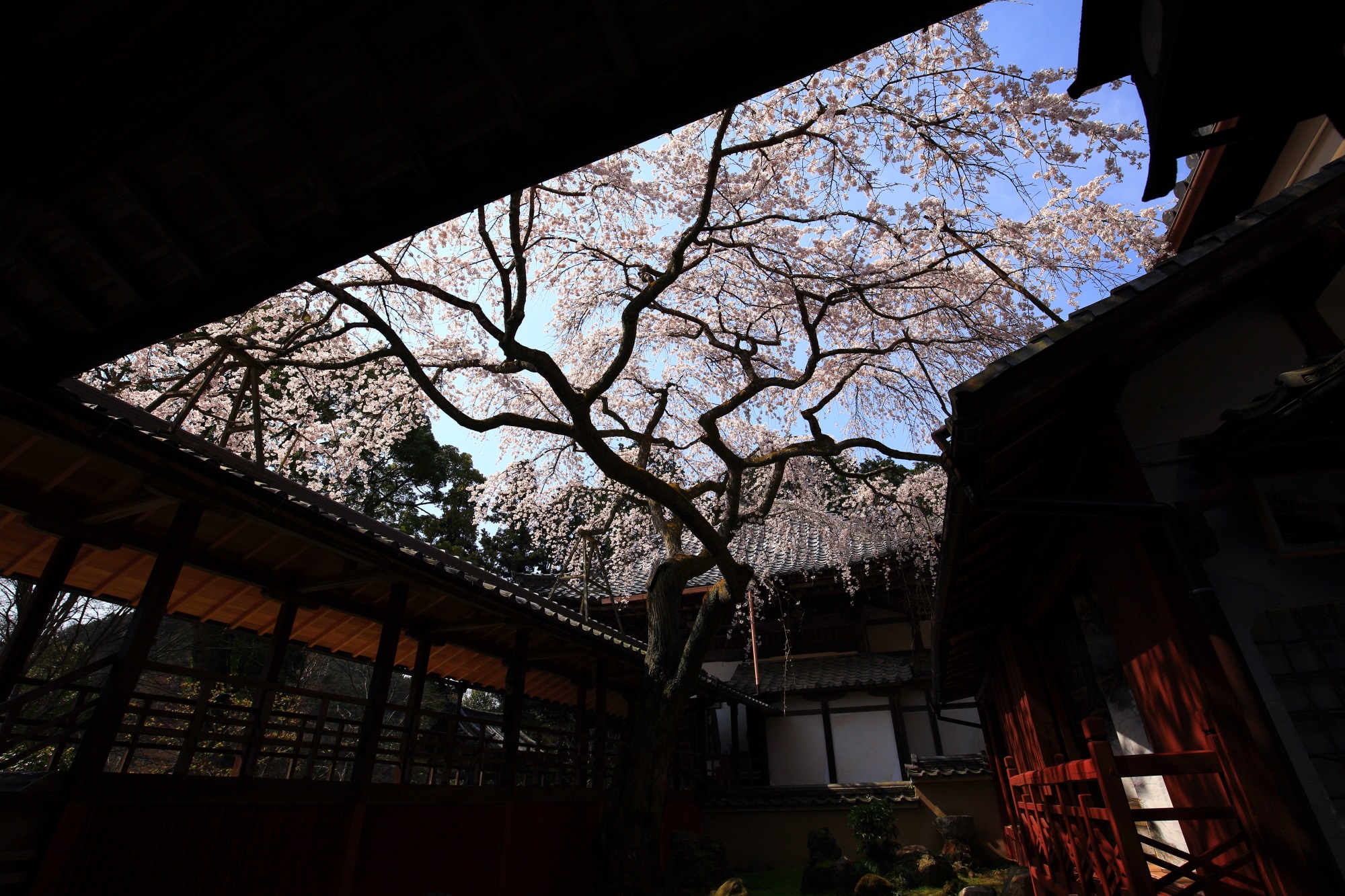 十輪寺の書院から見上げたなりひら桜