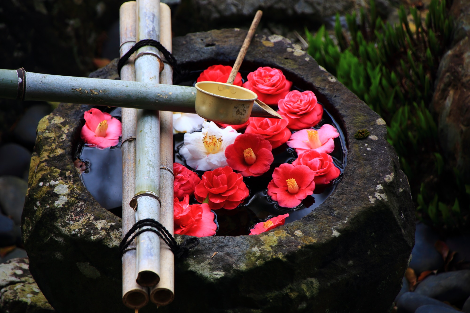 椿が飾られる本堂前の手水鉢