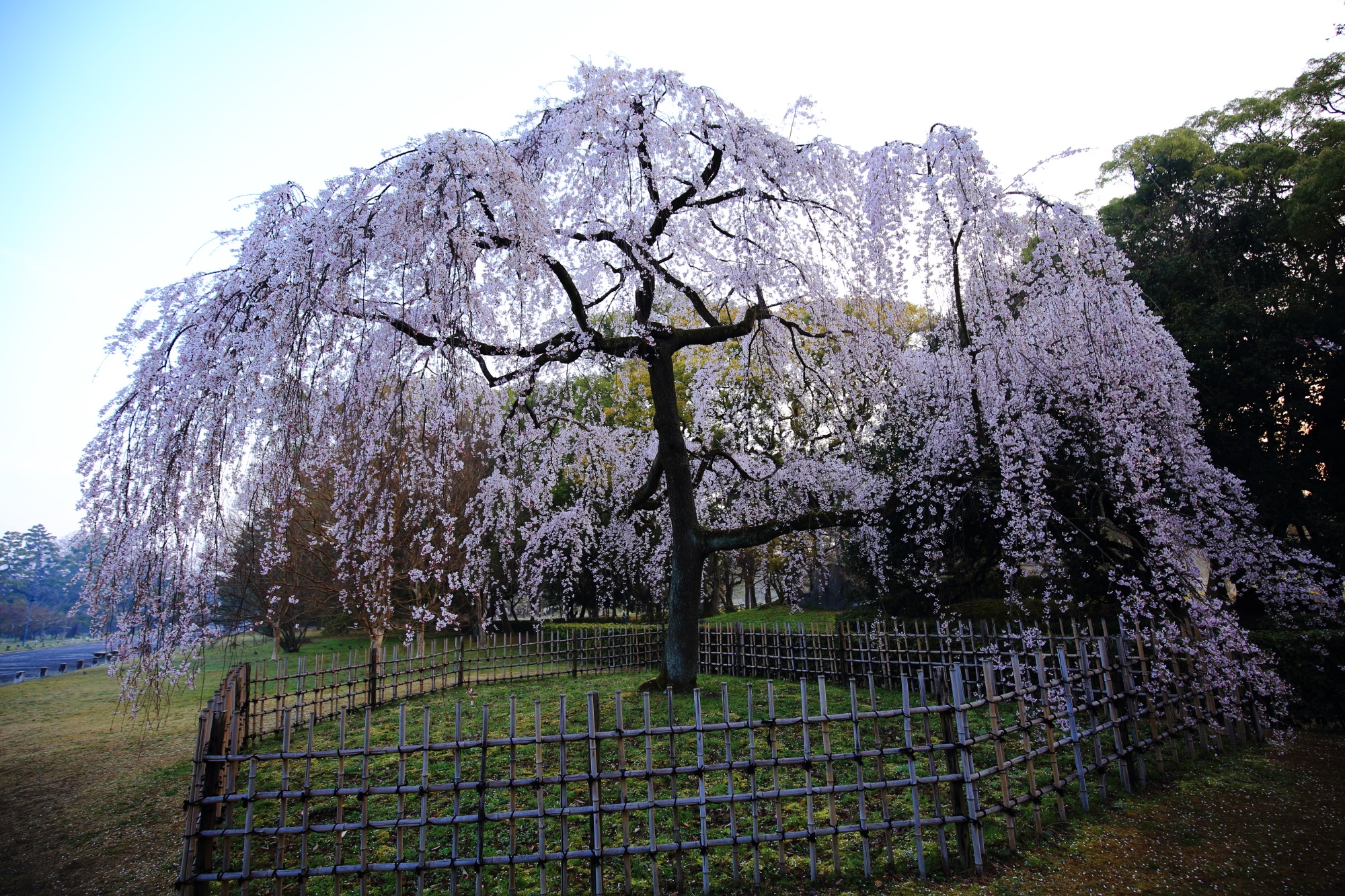 京都御苑の素晴らしい桜と春の情景