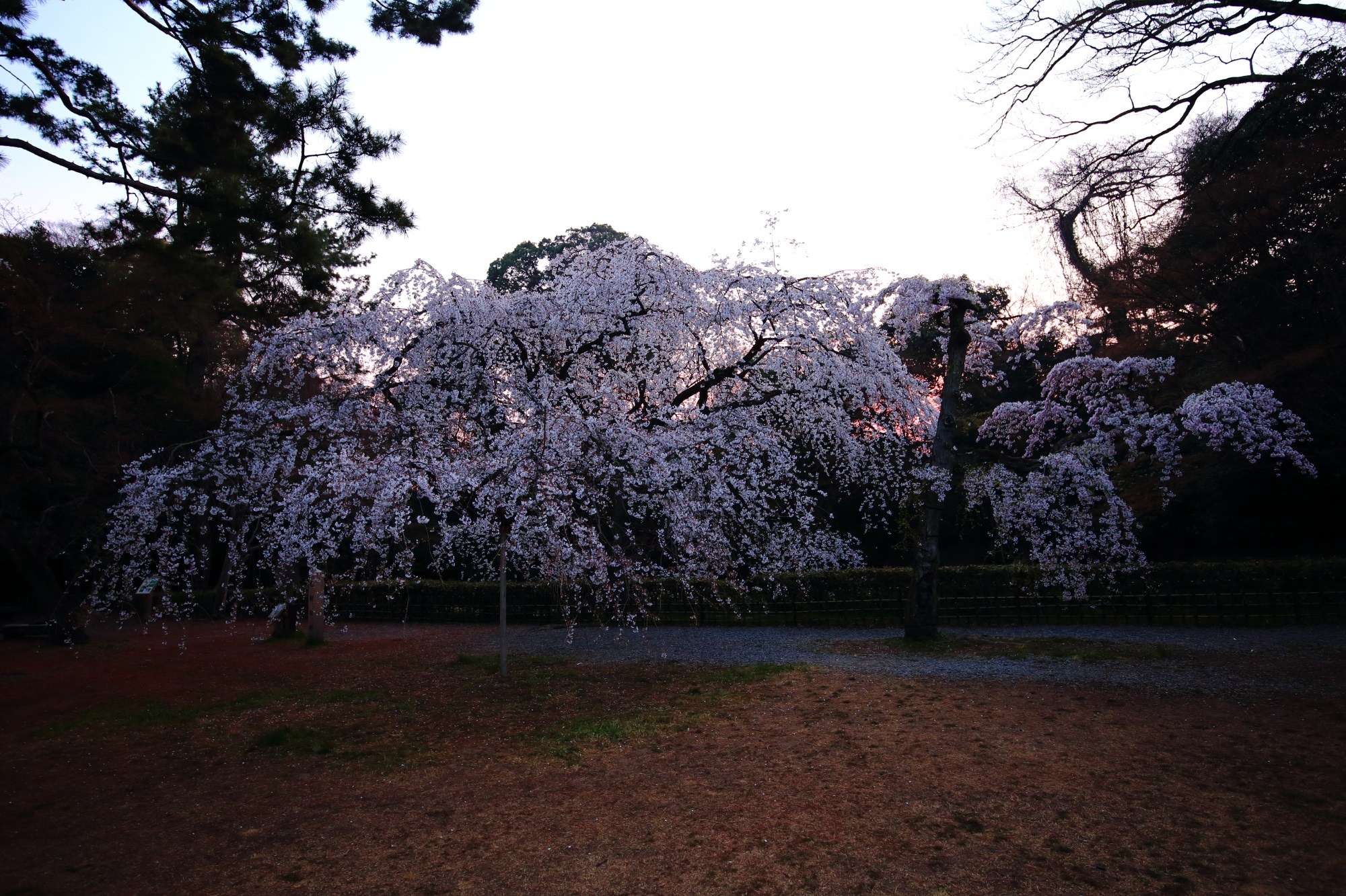 朝日が昇りだし淡い光につつまれた幻想的なしだれ桜