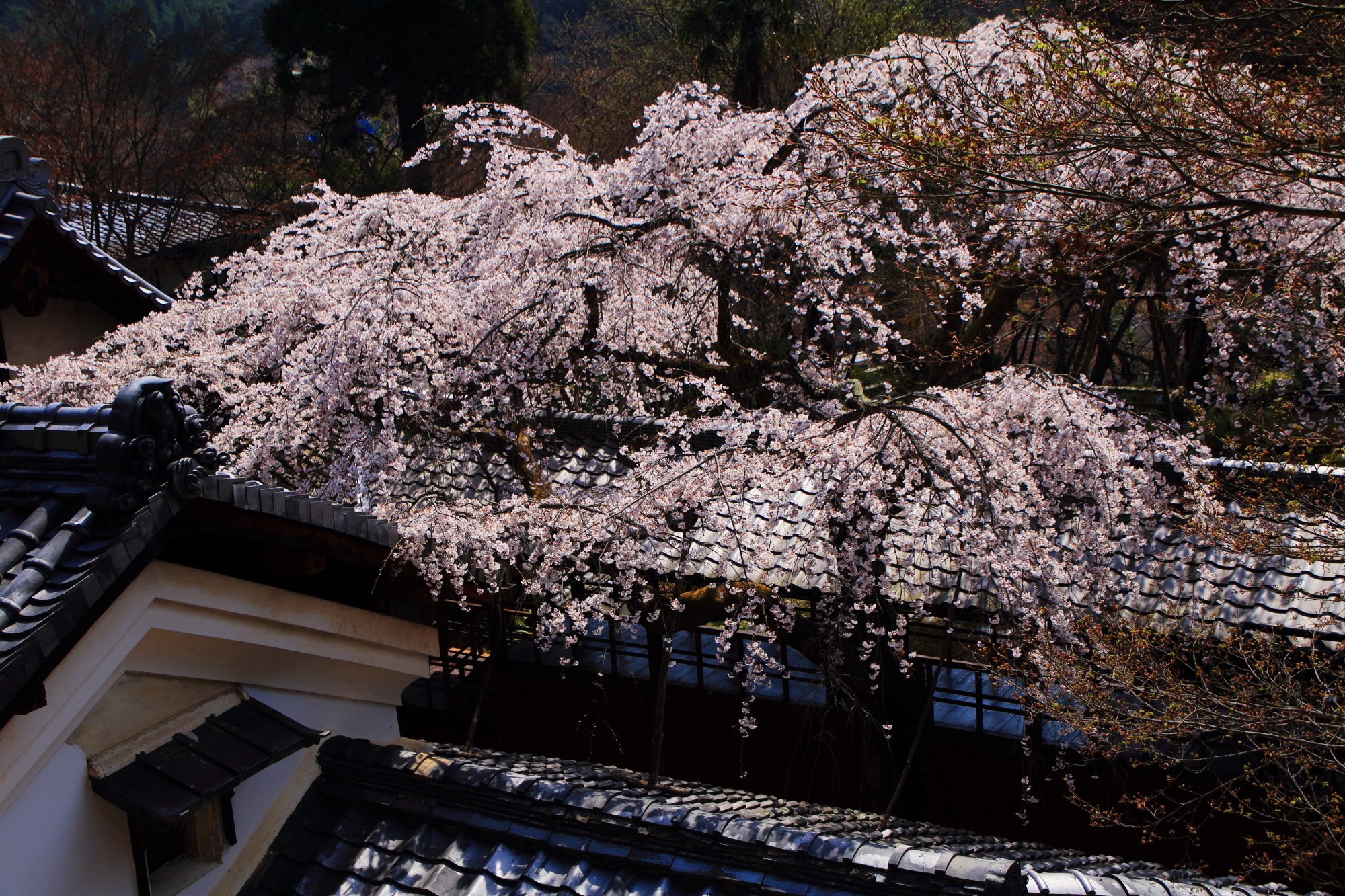 屋根を春色にそめる見事なしだれ桜