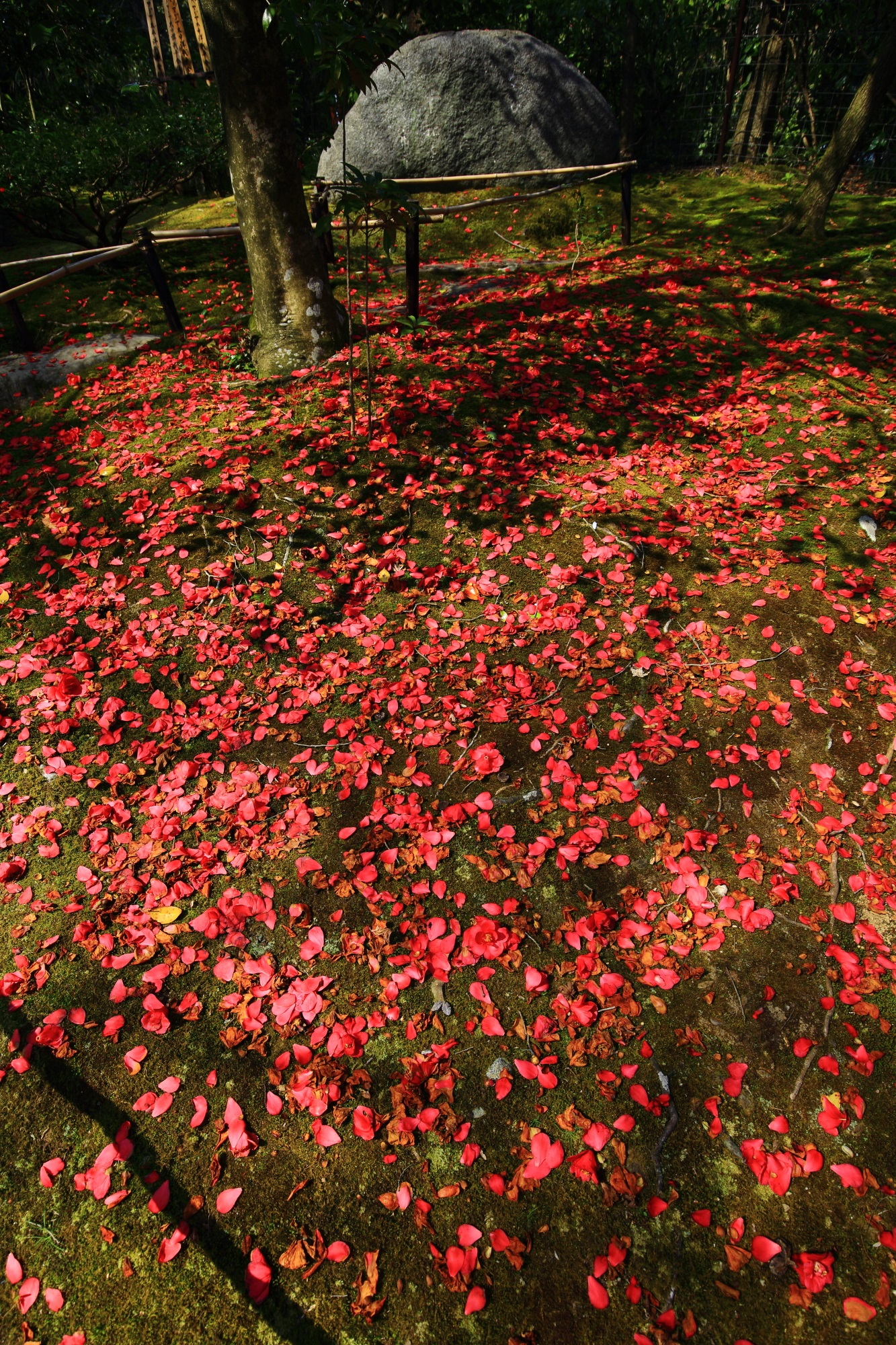 山茶花であれ椿であれ見事な散りの情景