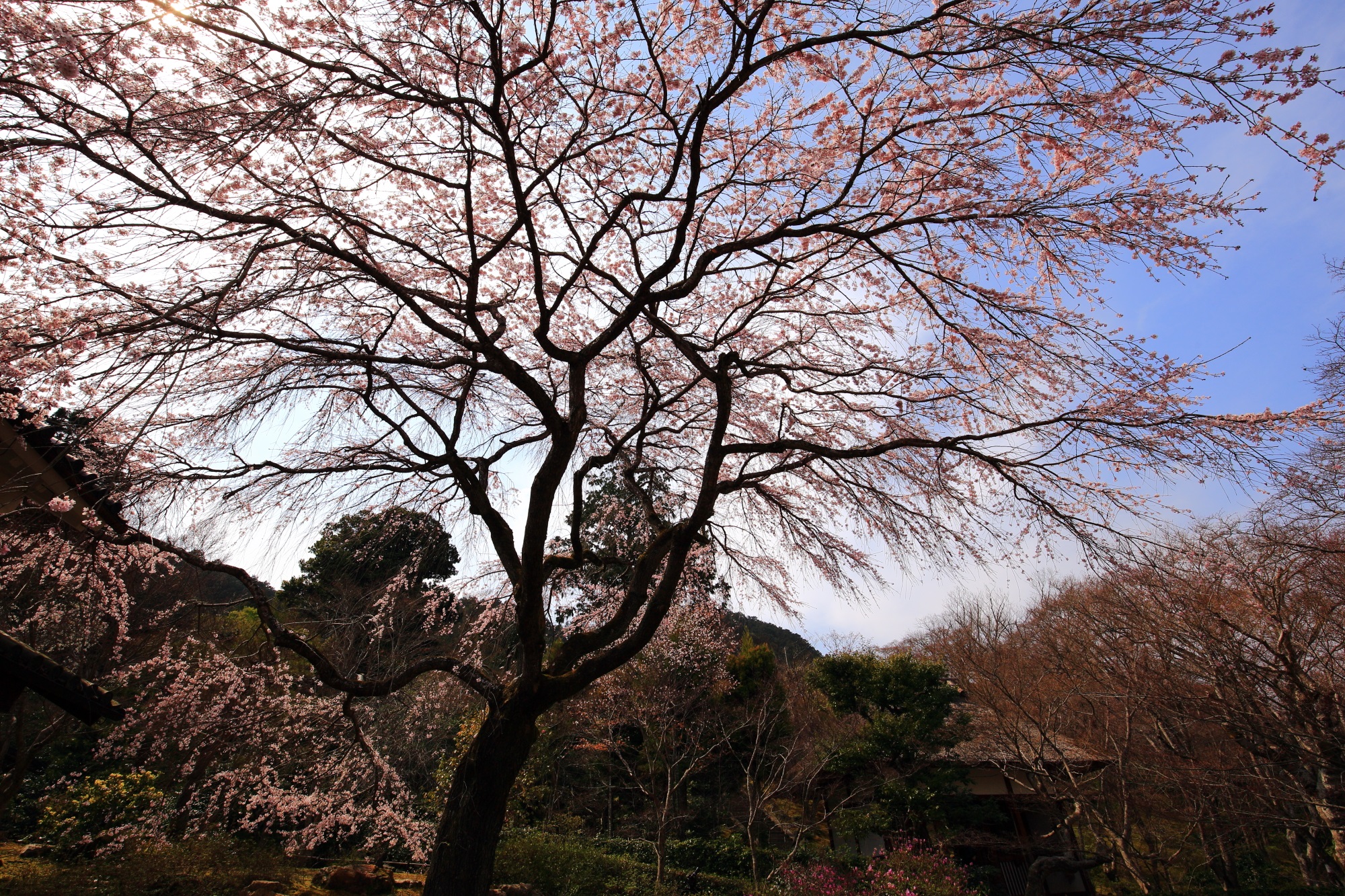 空を春色に染める大きなしだれ桜