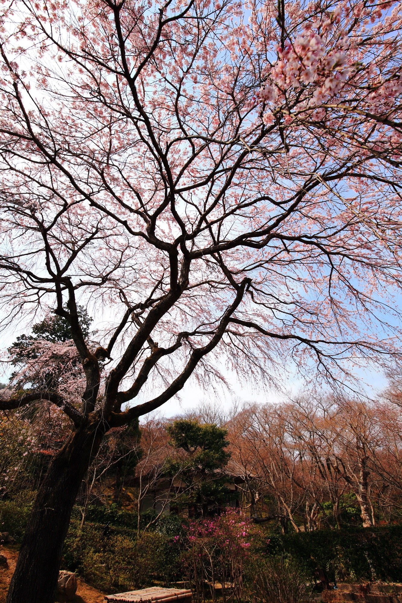 常寂光寺の素晴らしい彼岸しだれ桜と春の情景