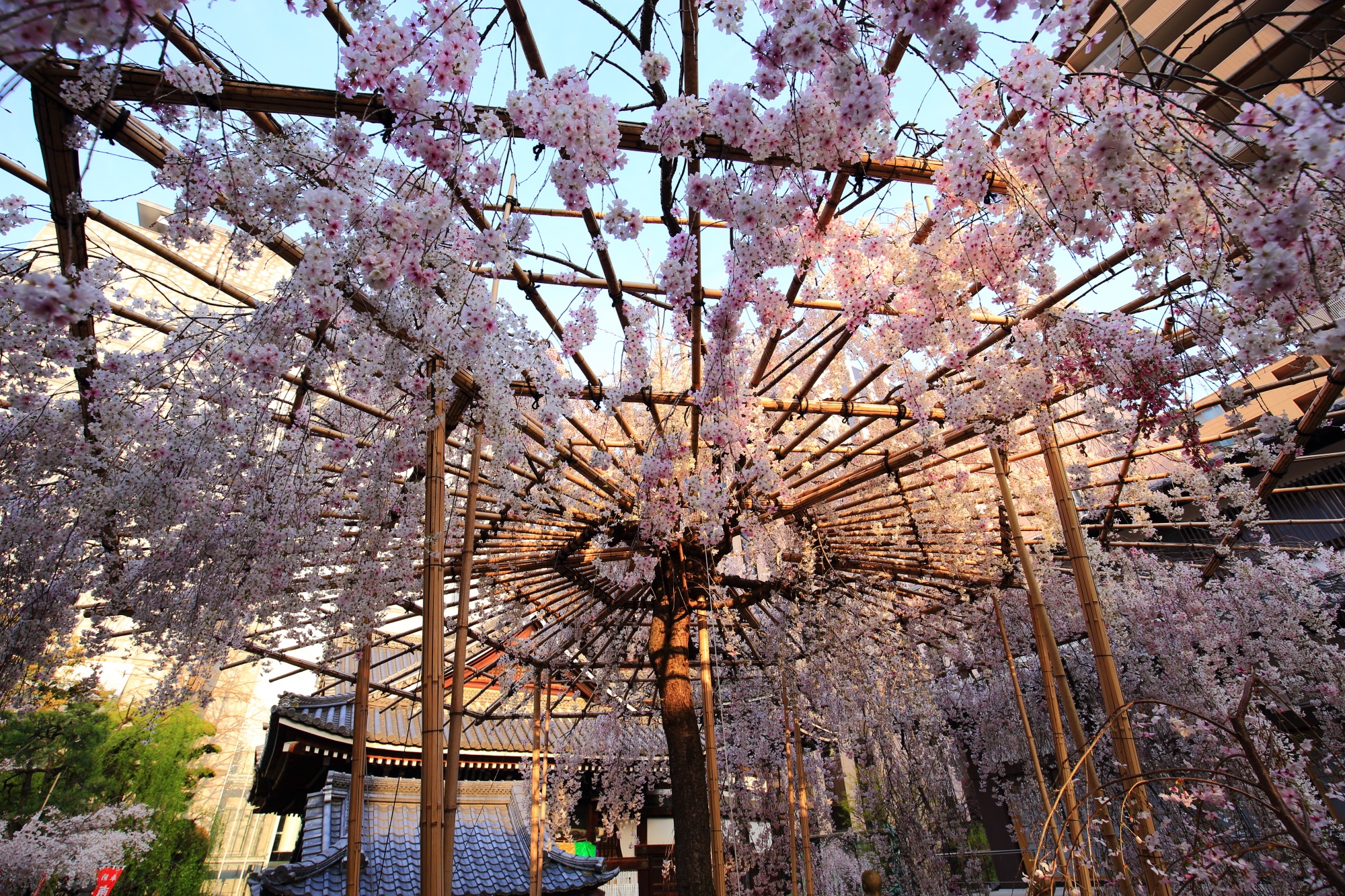 Kyoto Rokkakudo-Temple Miyuki-Sakura cherry blossoms