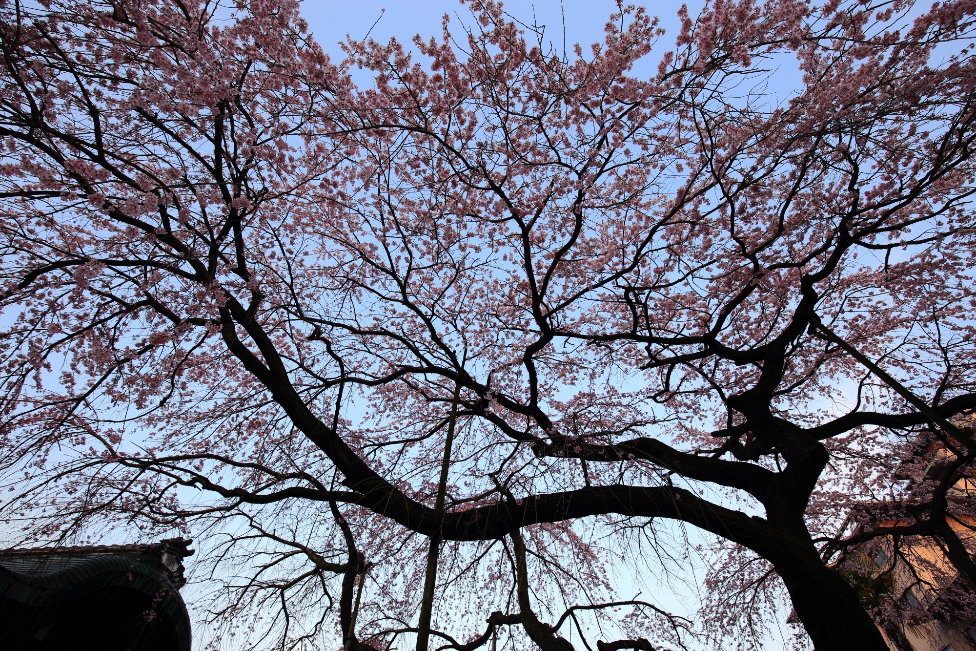 枝を大きく伸ばして青空を覆う天晴れなしだれ桜
