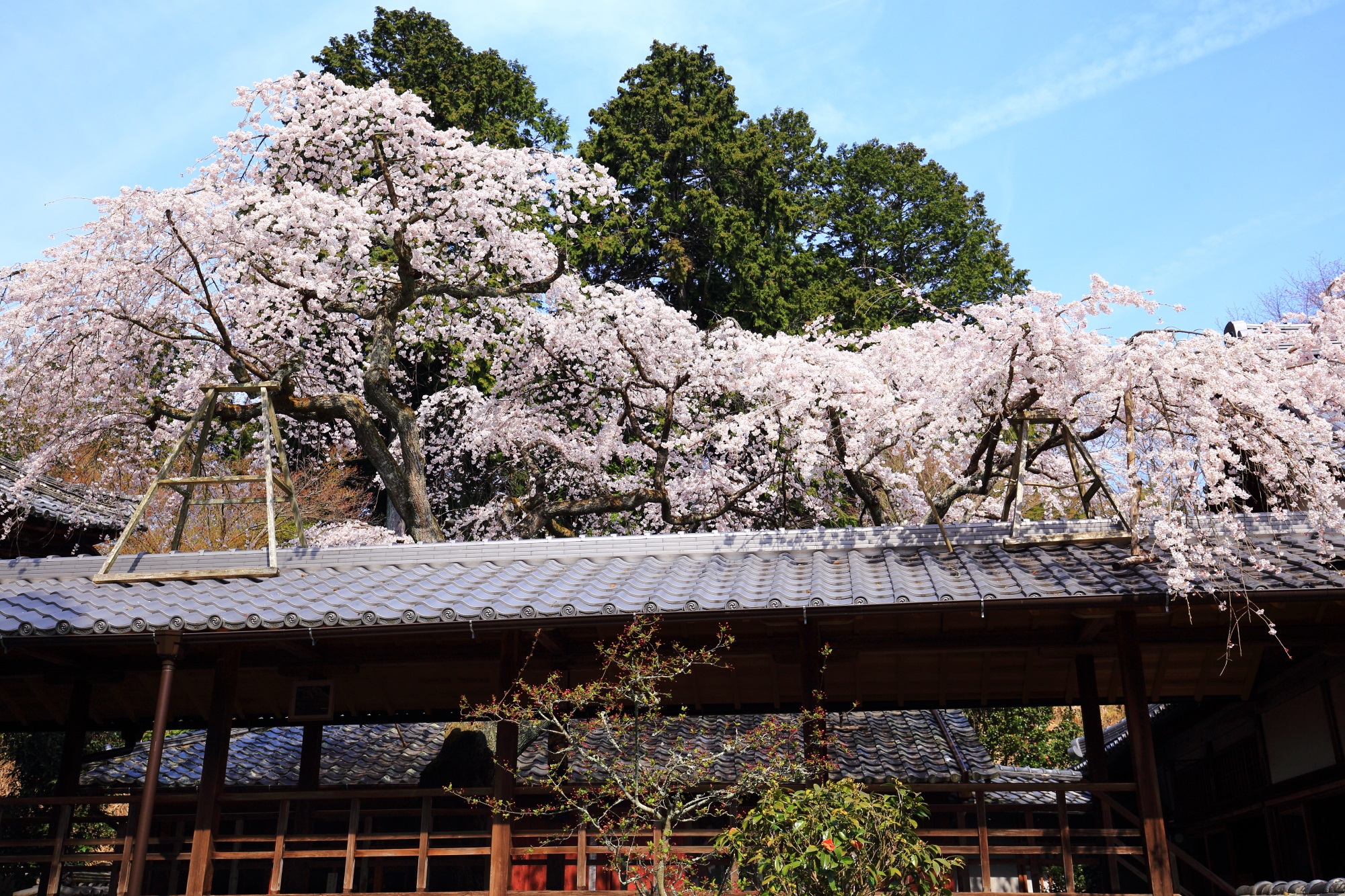 「なりひら桜」と名付けられた十輪寺のしだれ桜
