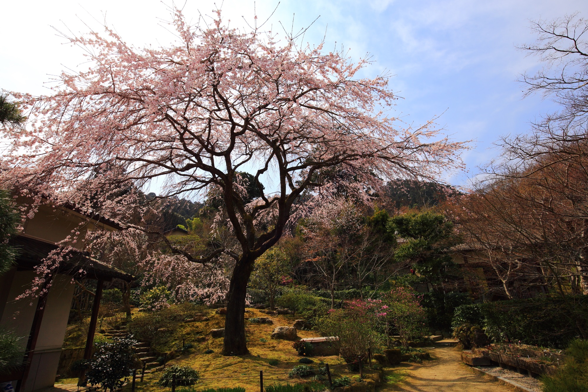 常寂光寺の仁王門近くにある大きな「彼岸しだれ桜」