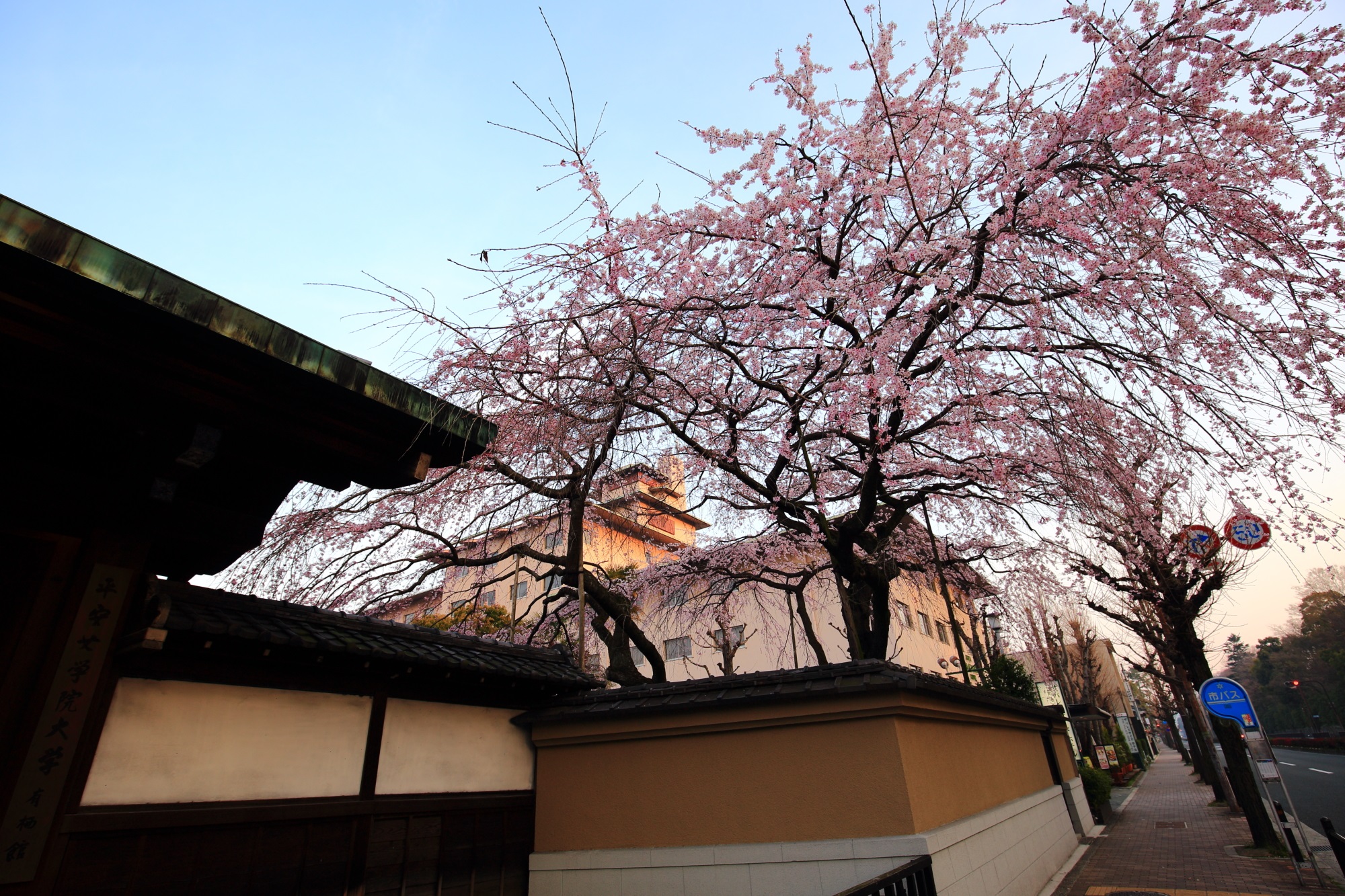 Kyoto Heian-Jyogakuin Arisu-kan cherry blossoms