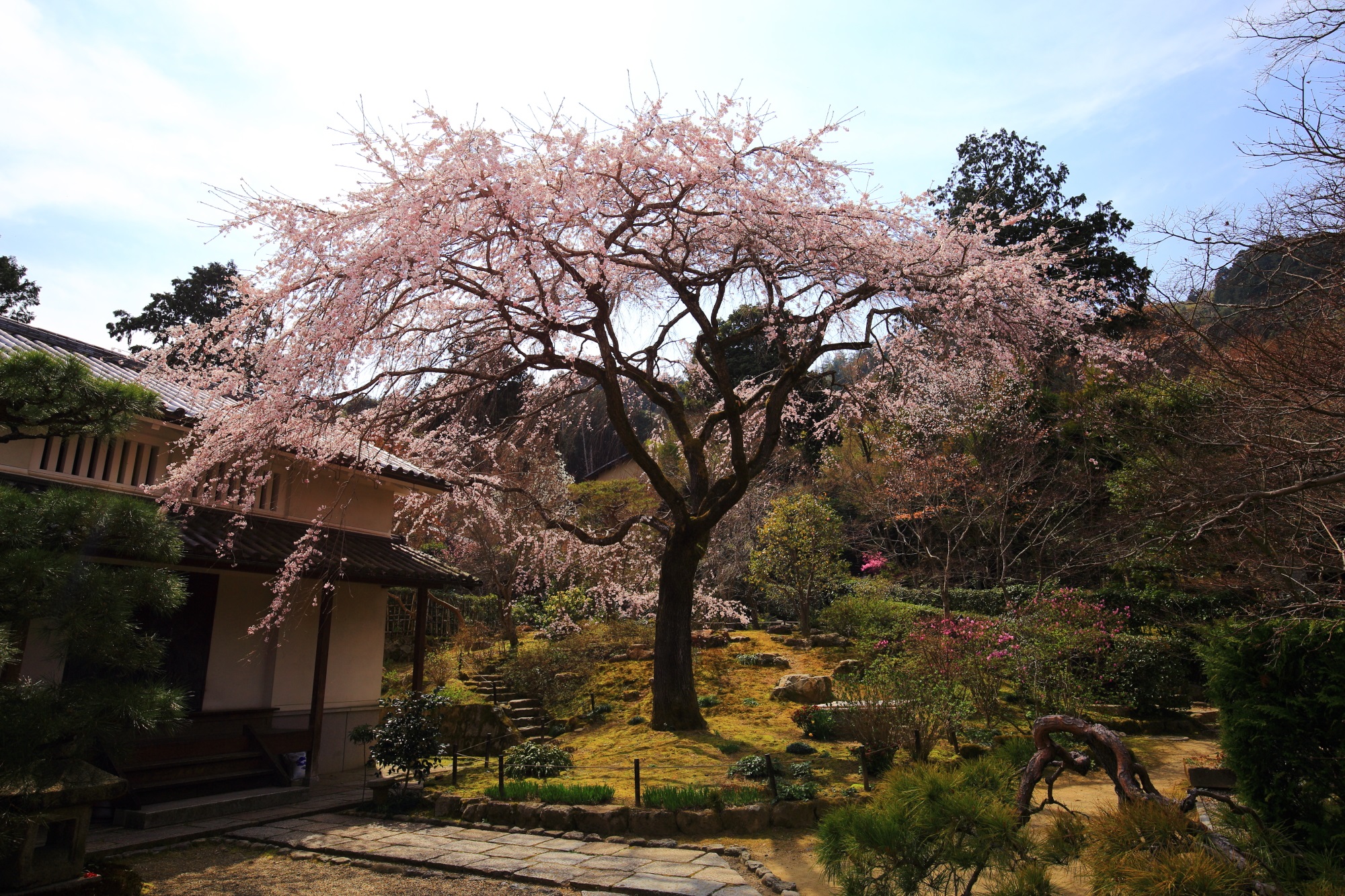 京都奥嵯峨の桜の穴場の常寂光寺