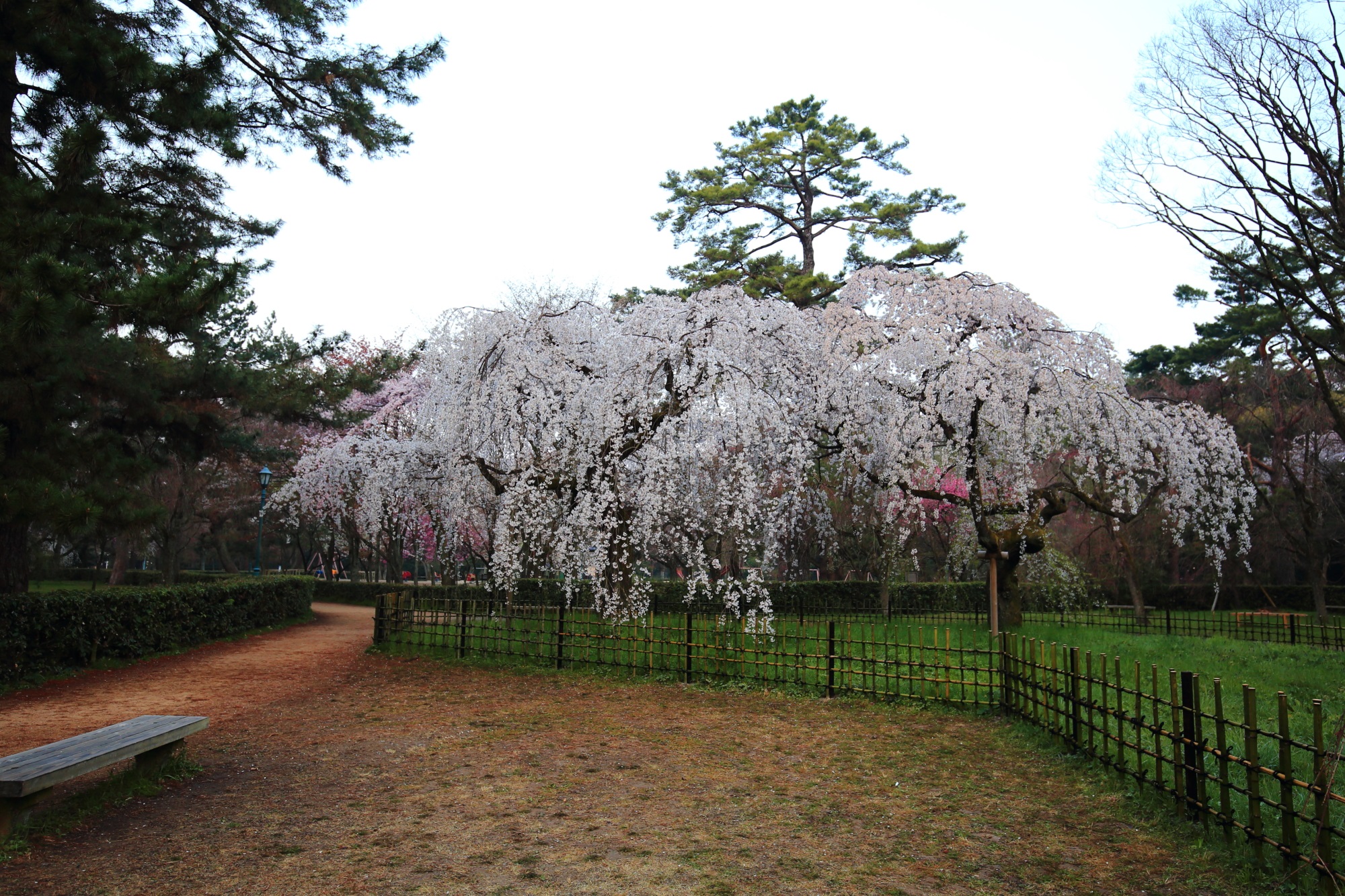 早朝のため誰もいない京都御苑のしだれ桜