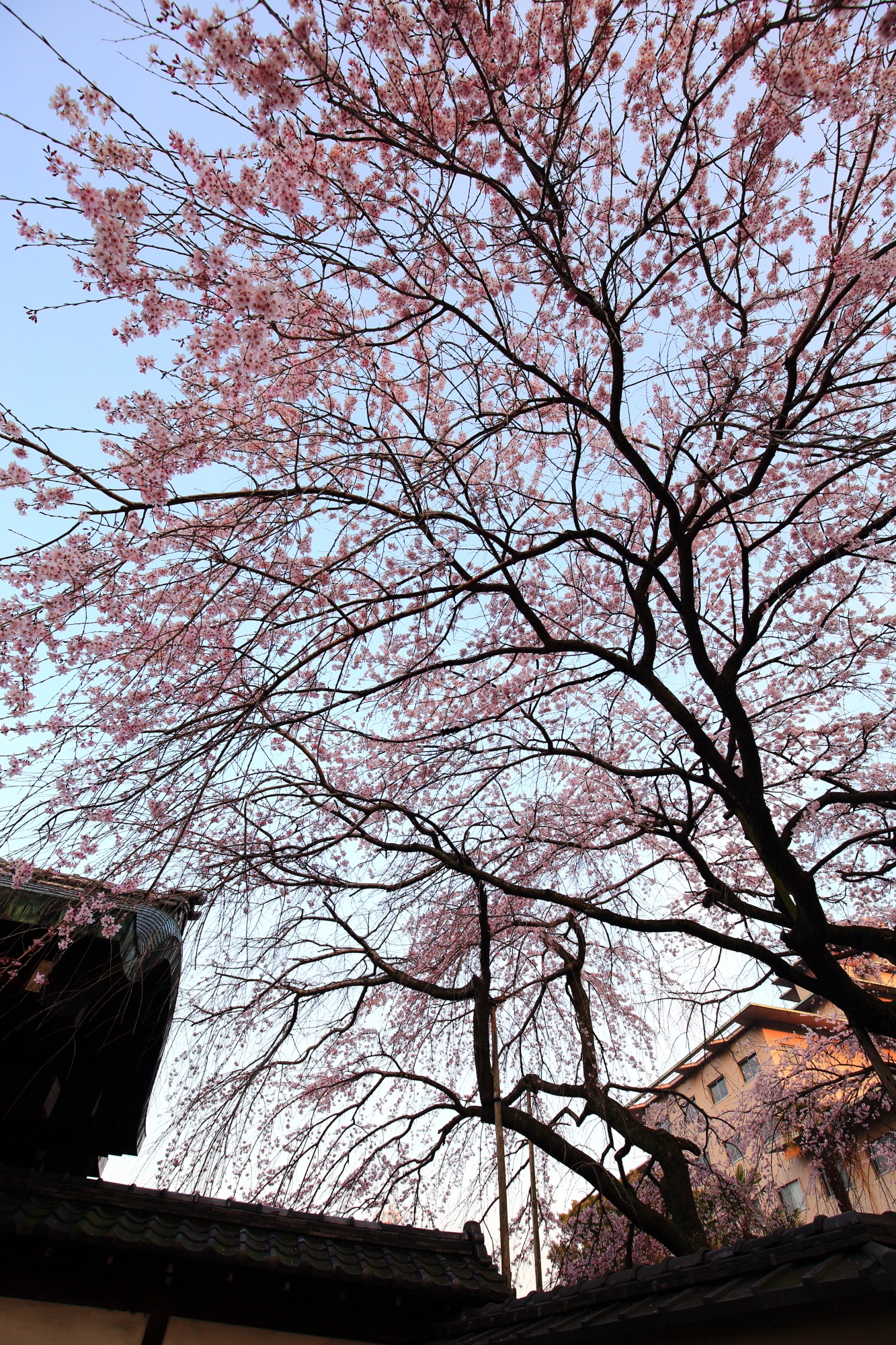 平安女学院の素晴らしい桜と春の情景