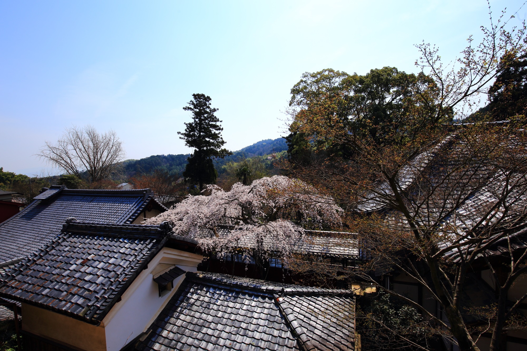 西山の自然につつまれた十輪寺の飛び出す華やかな桜