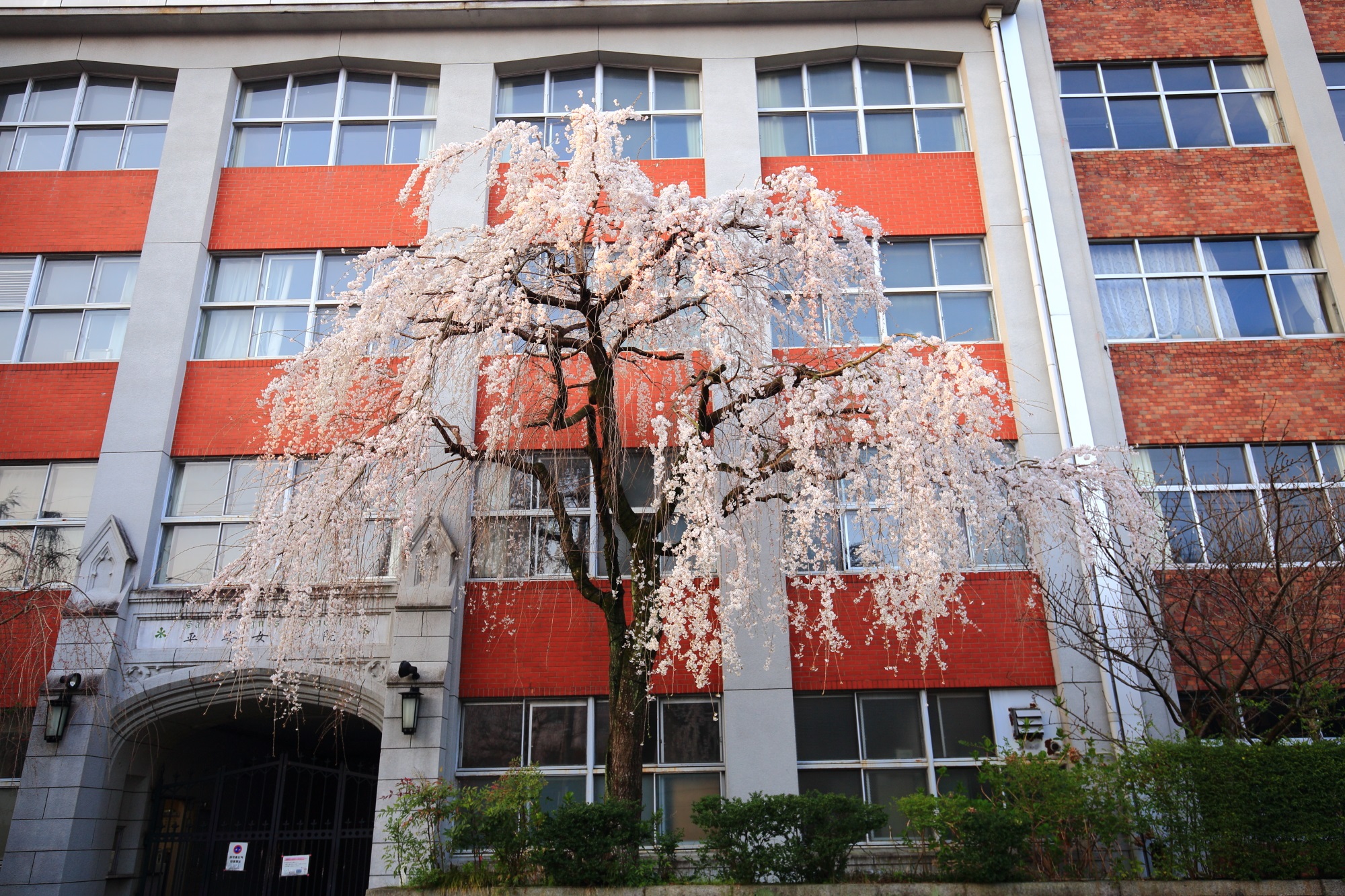 レトロな校舎前に咲く満開のしだれ桜