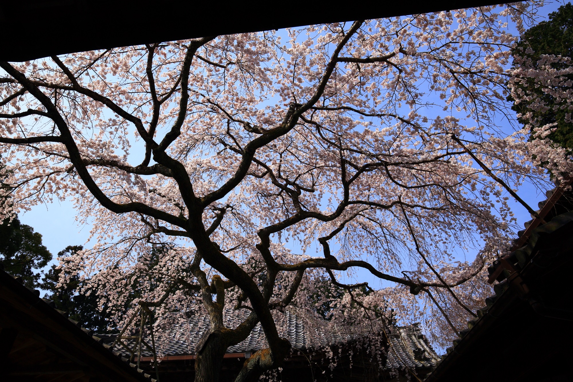 枝の形も芸術的青空を春色に染める見事ななりひら桜