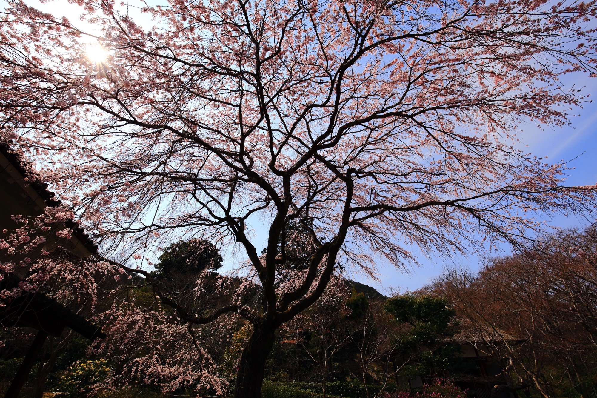 常寂光寺 桜　奥嵯峨の美しい彼岸しだれ桜