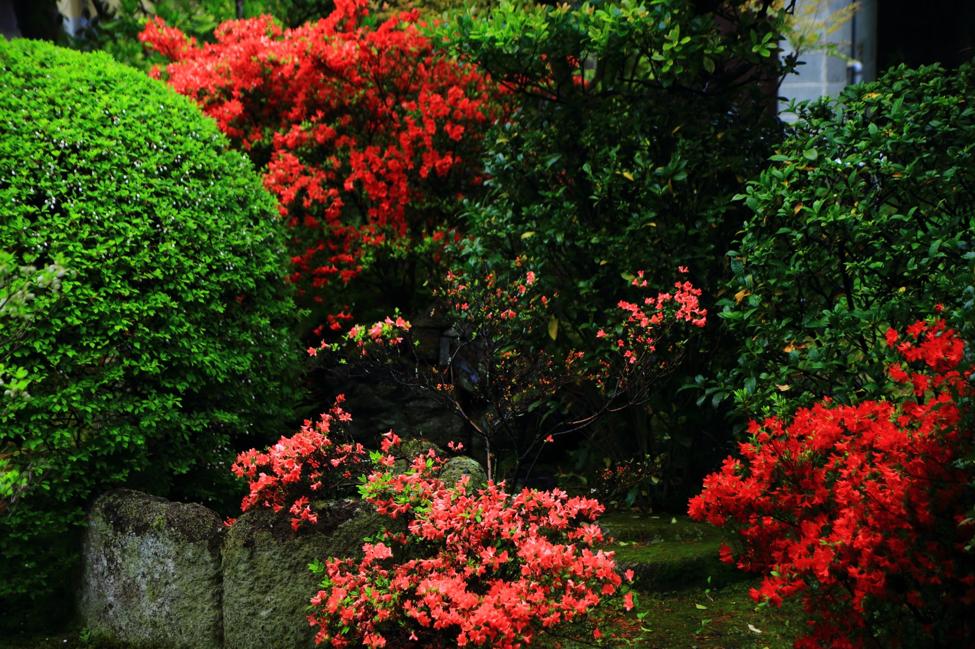 鮮やかな緑の刈り込みと鮮烈な赤やピンクの花の見事なコントラスト