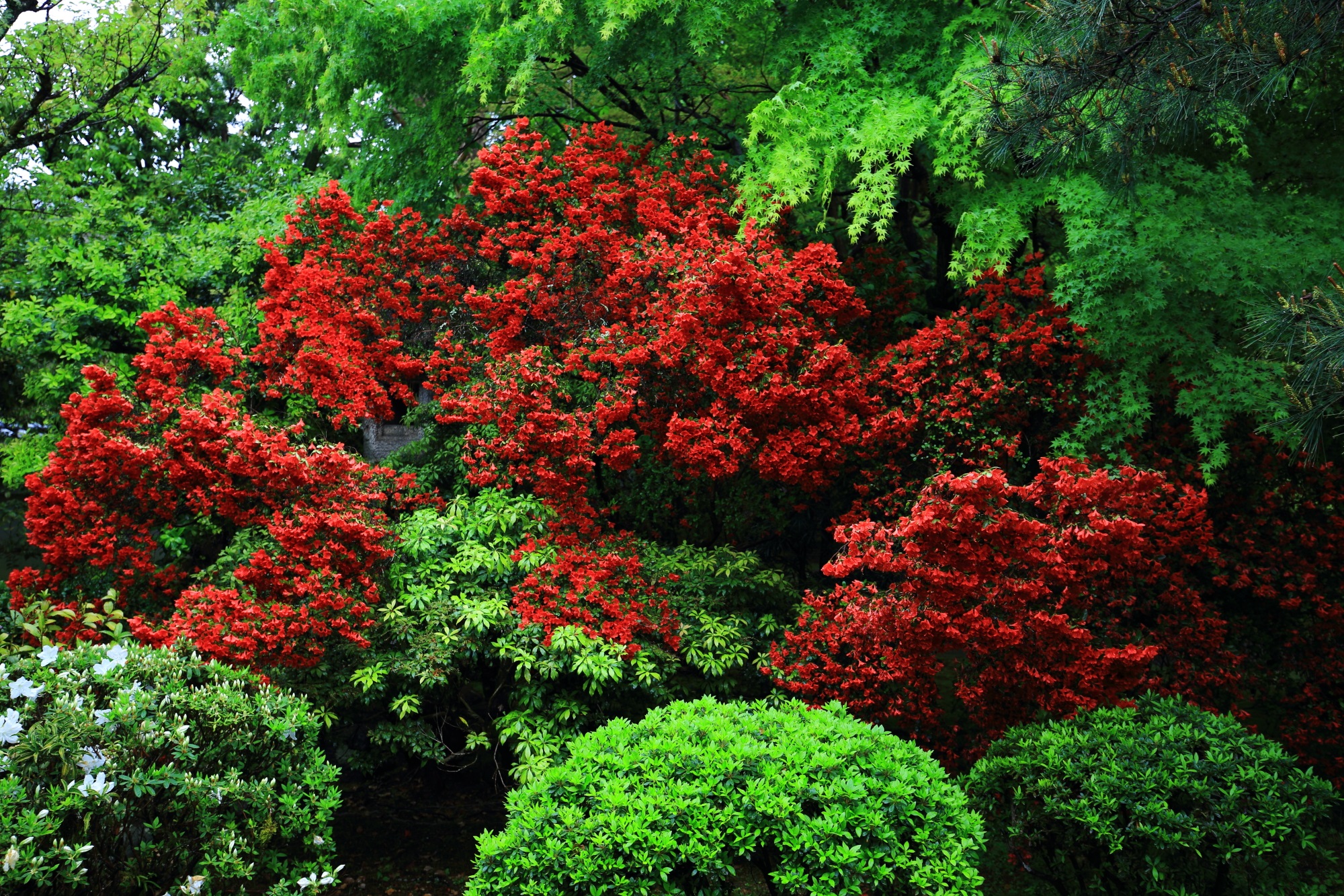 多種多様な緑の中から溢れ出す煌びやかな真っ赤なツツジ