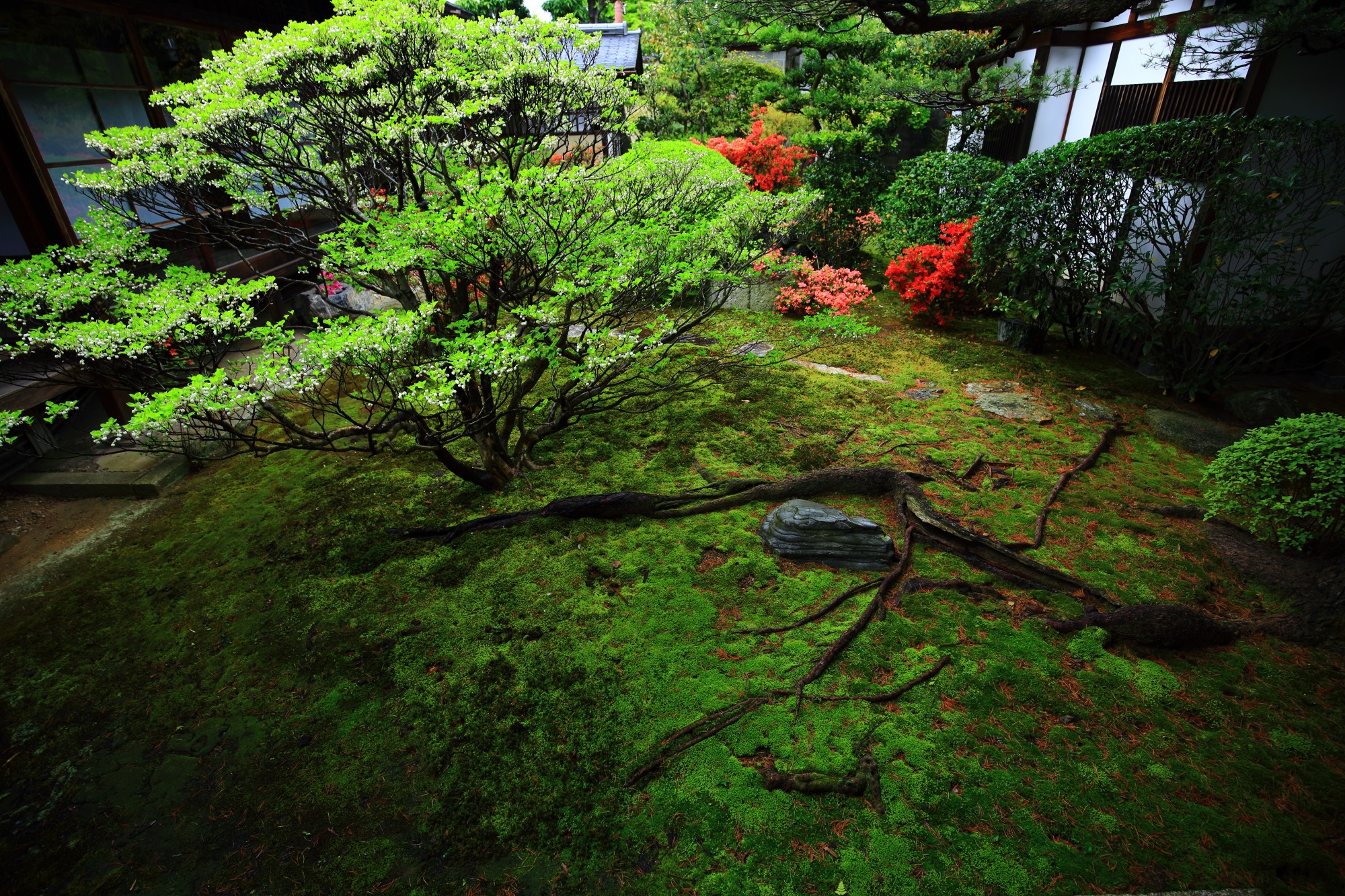 木の根が伸びる妙心寺大心院の美しい中庭（苔庭）