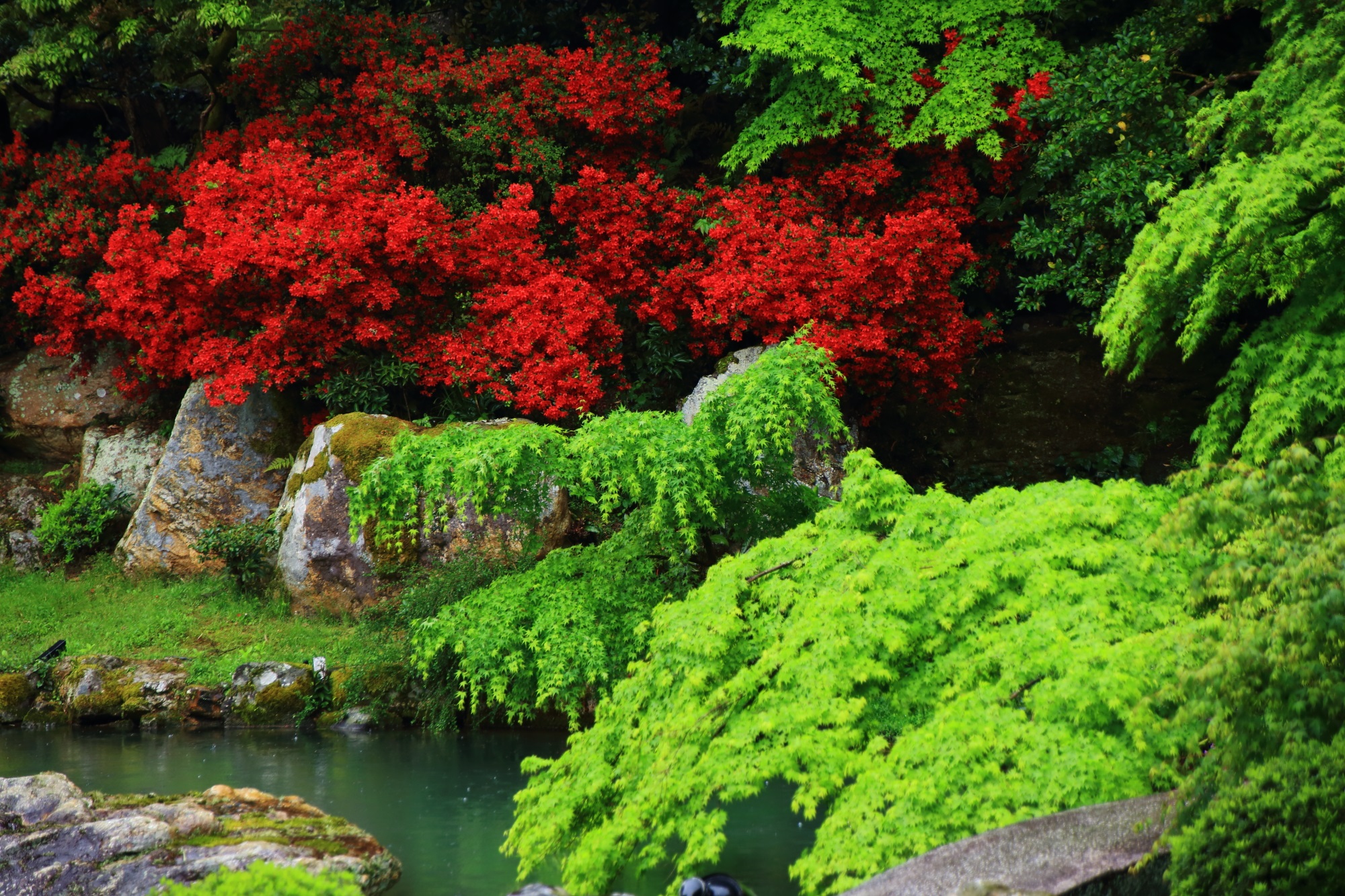 Kyoto Shoren-in Temple Kirishimatsutsuji azalea and fresh green
