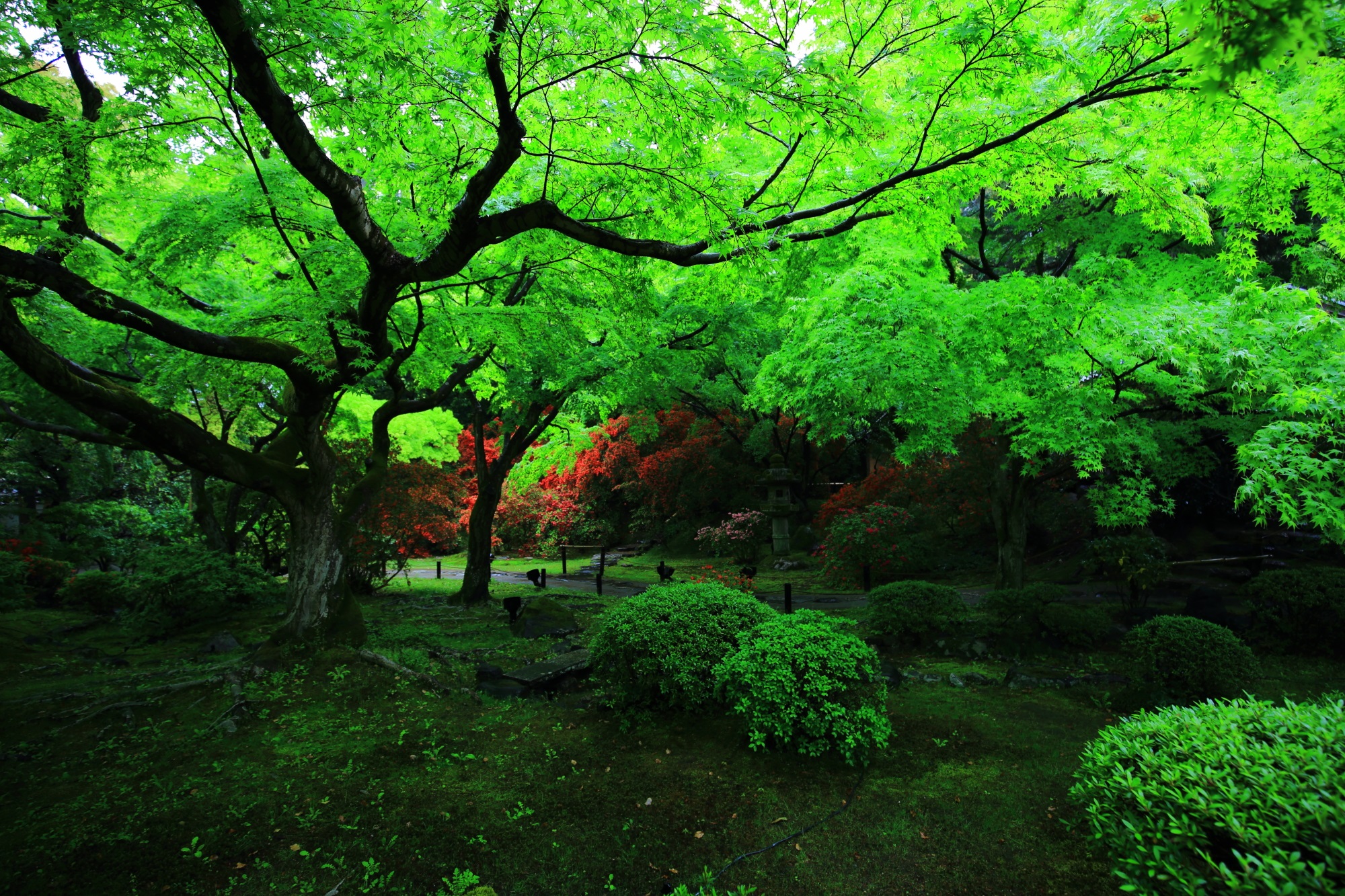 青蓮院の霧島の庭の緑の世界の中で目立つ赤色