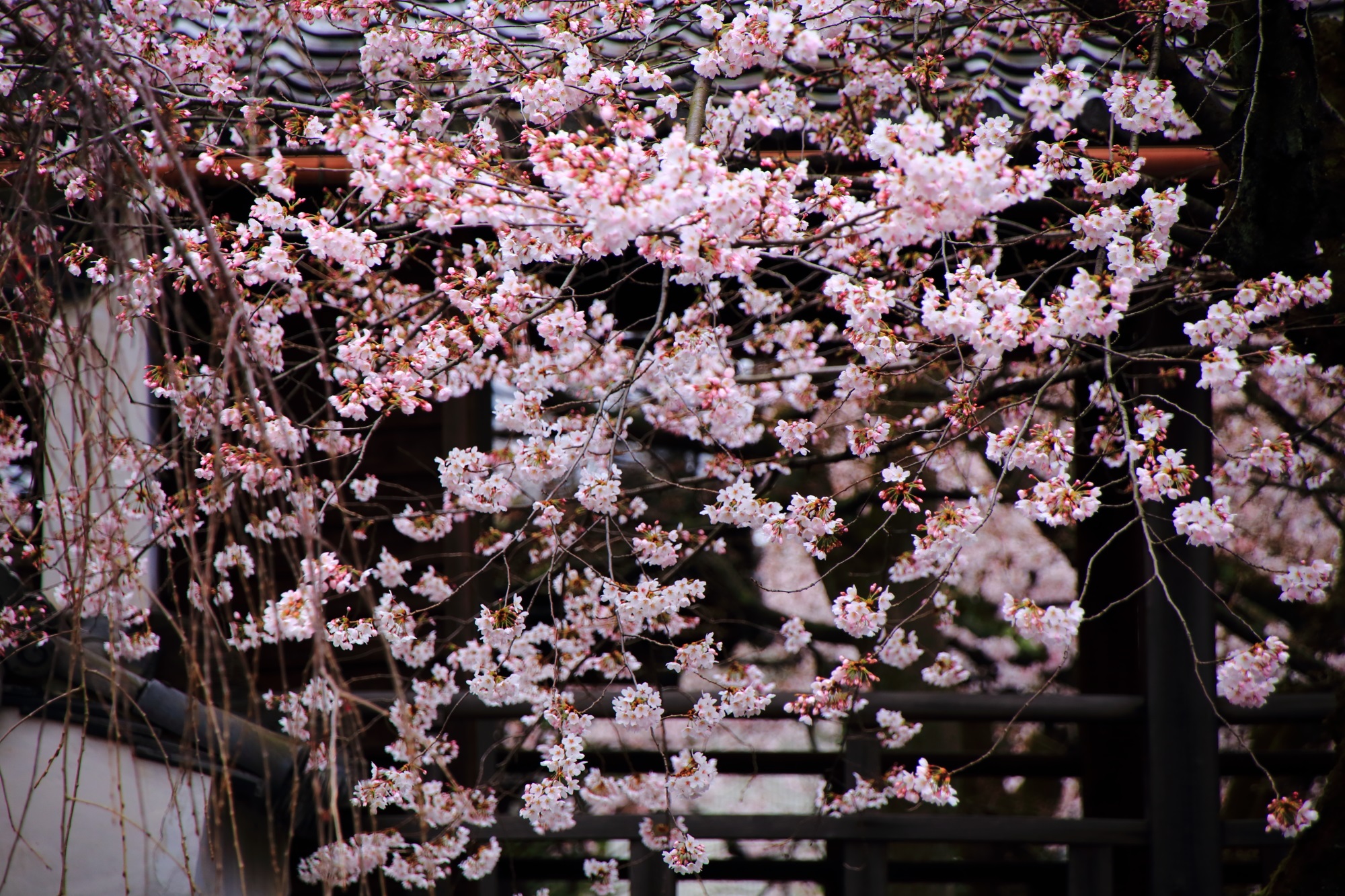 cherry blossoms Myoken-ji Temple Kyoto