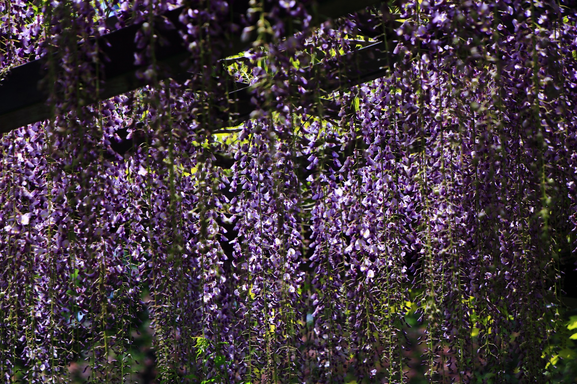 煌く薄紫色の藤の花のシャワー