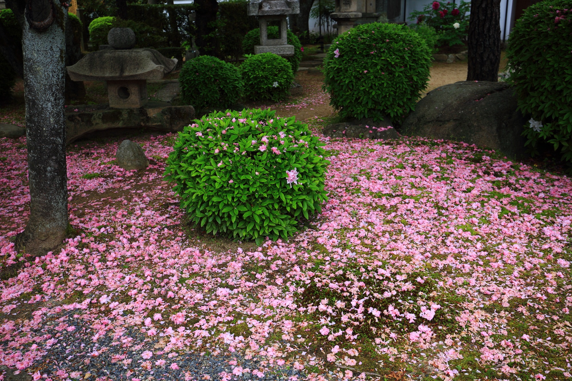 見事な桜のピンクの絨毯
