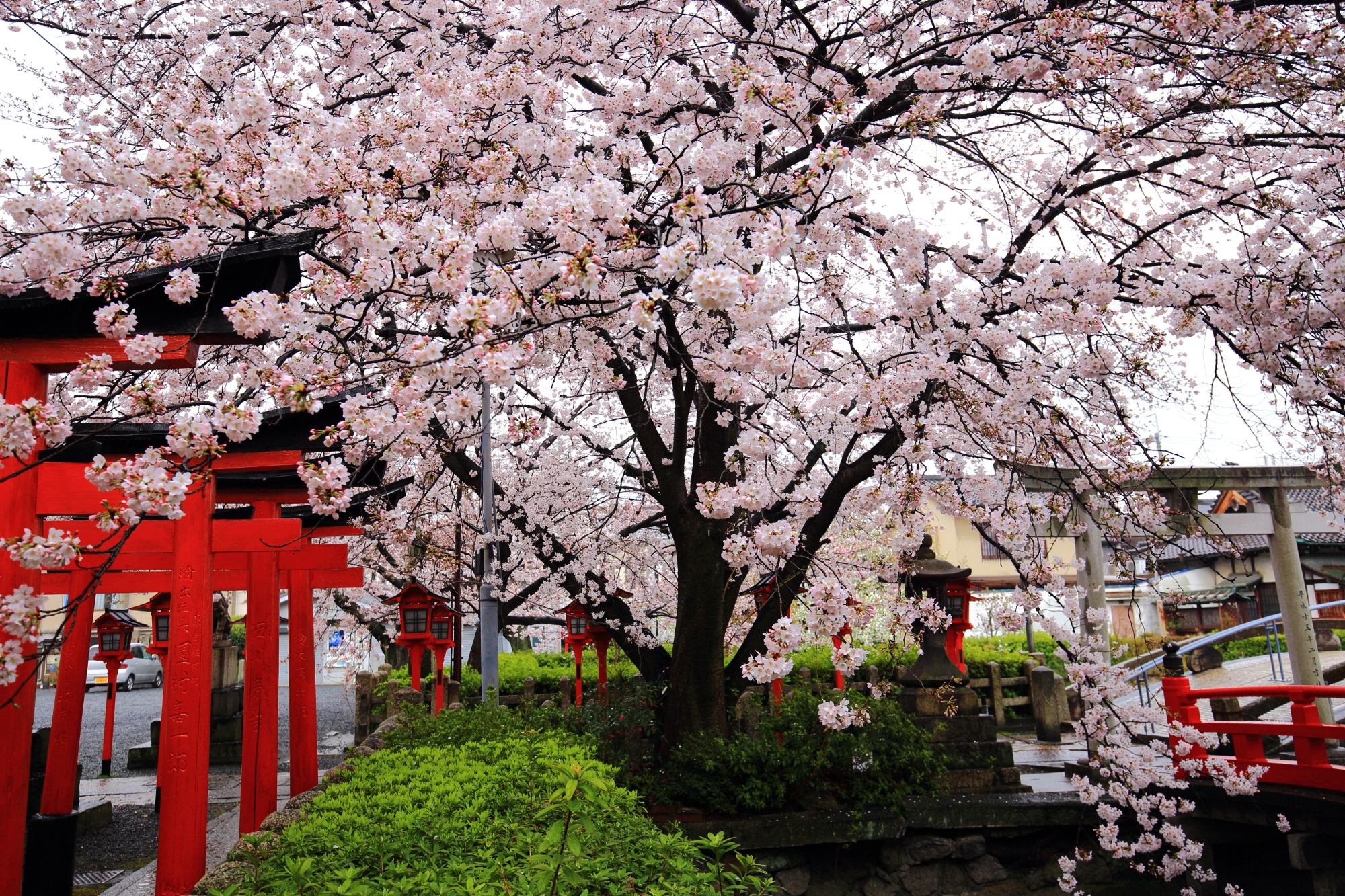 境内を春色に彩る優雅に咲き誇った桜