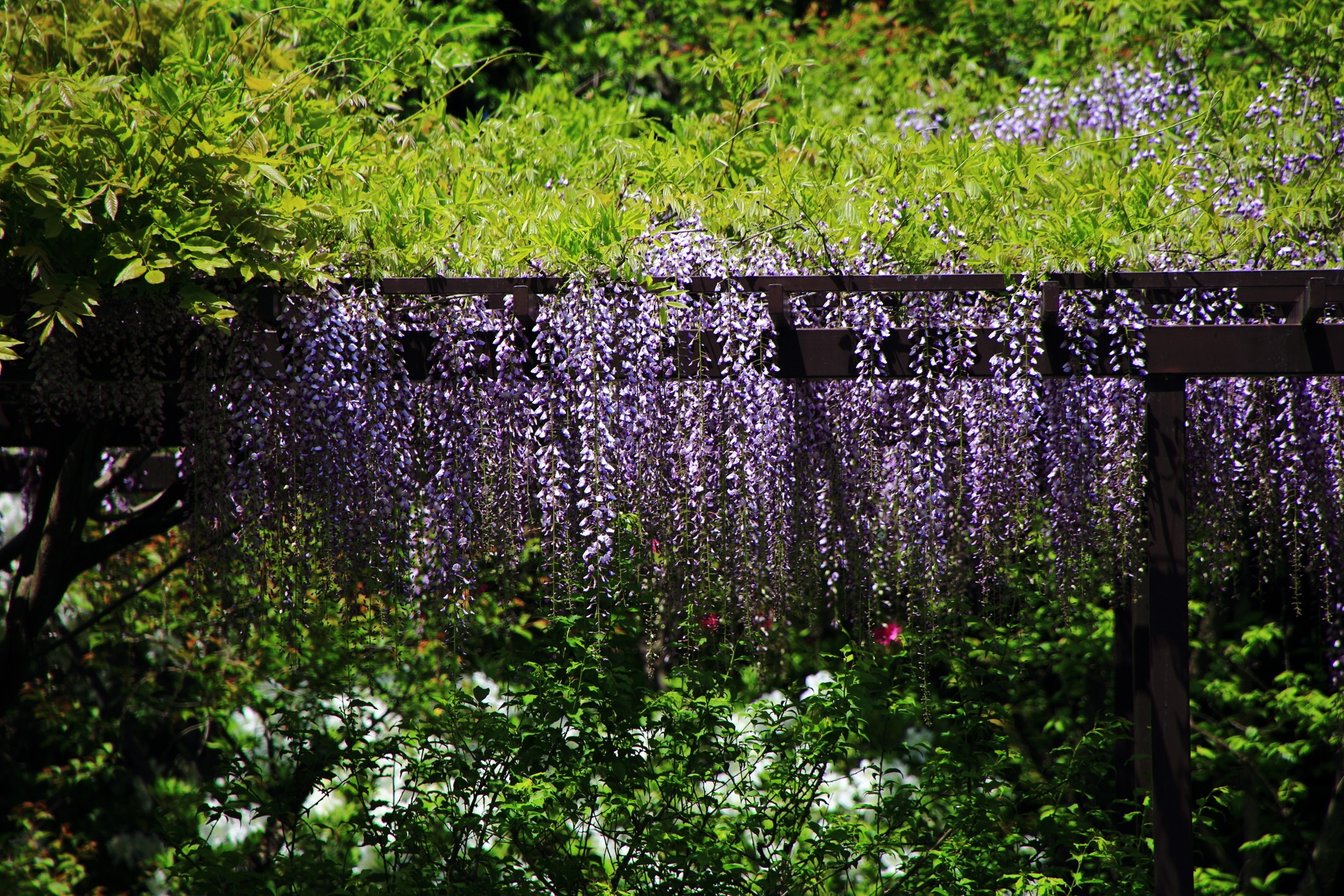 梅宮大社神苑奥の勾玉池の藤の花
