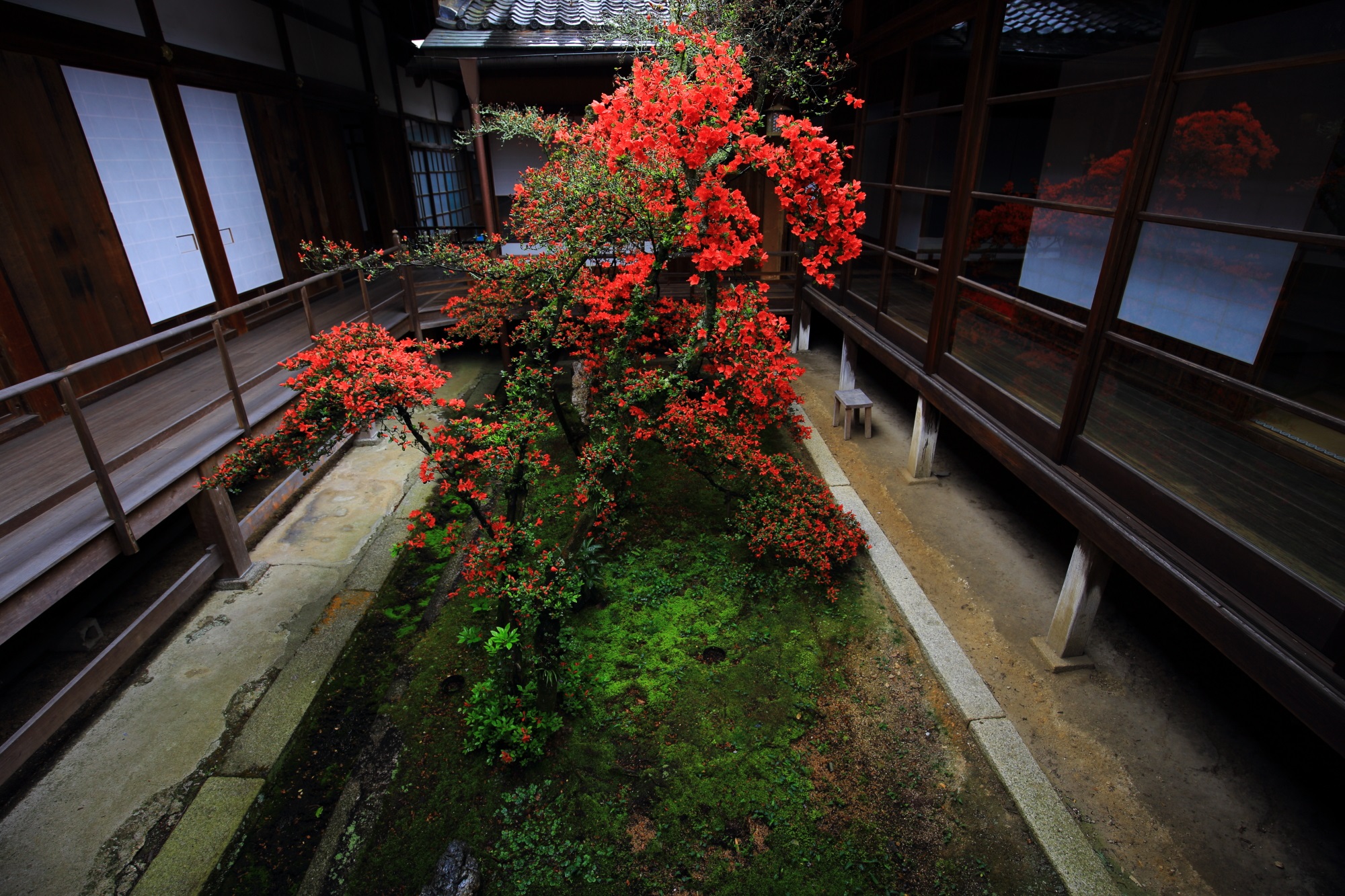 京都にはまだまだこんな場所があるんだと驚かされる妙心寺大心院のつつじ