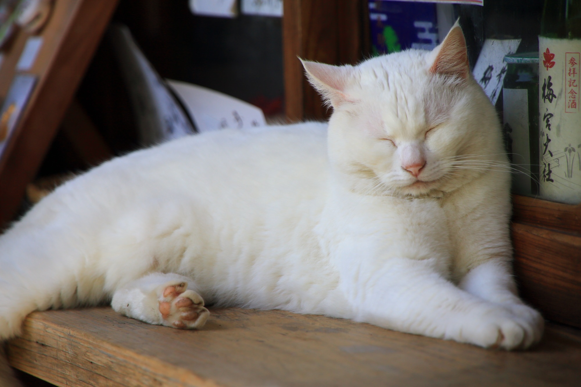 梅宮大社の寝てる白猫