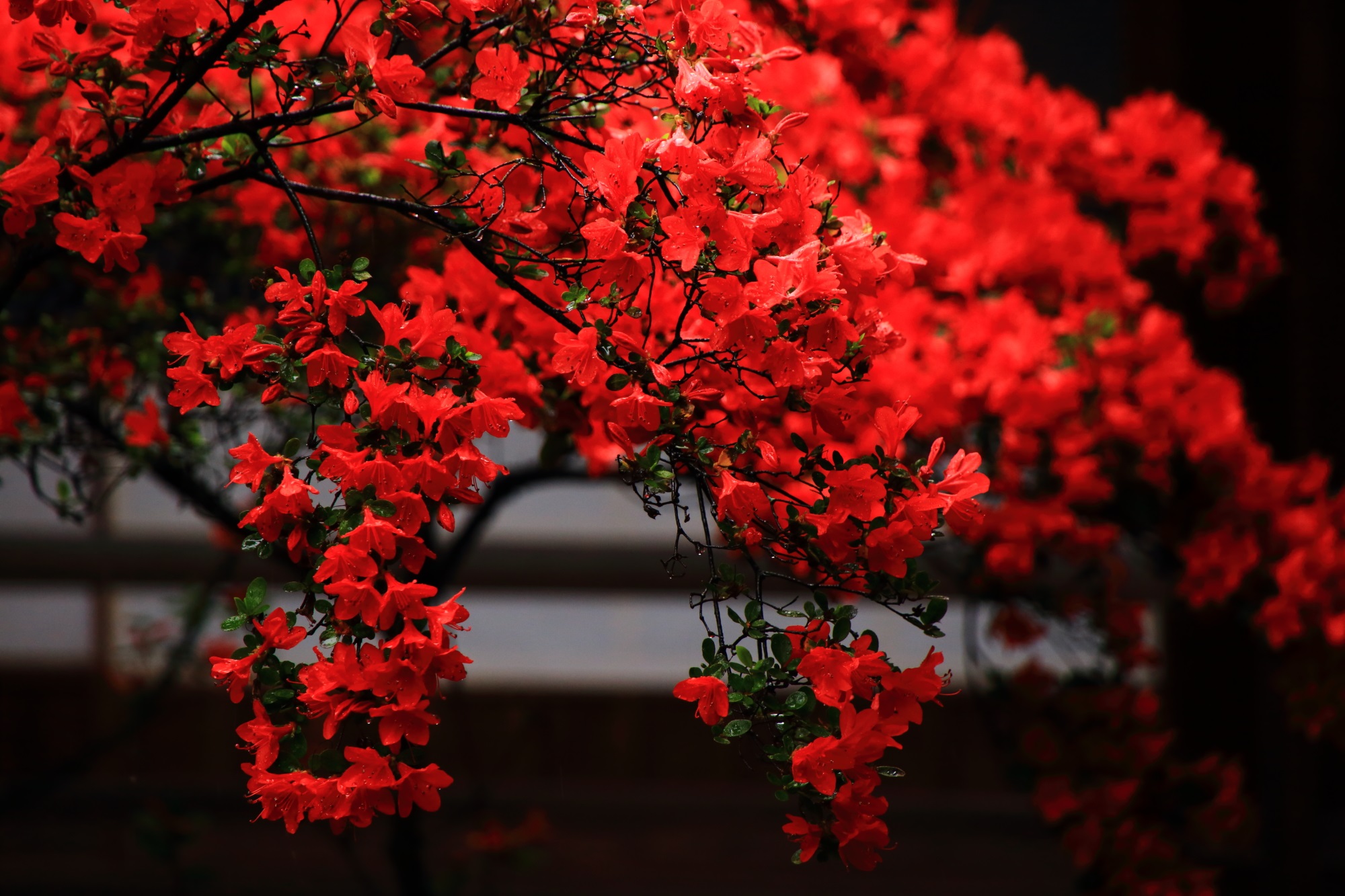 豪快ですが上品な雰囲気もする赤い躑躅の花