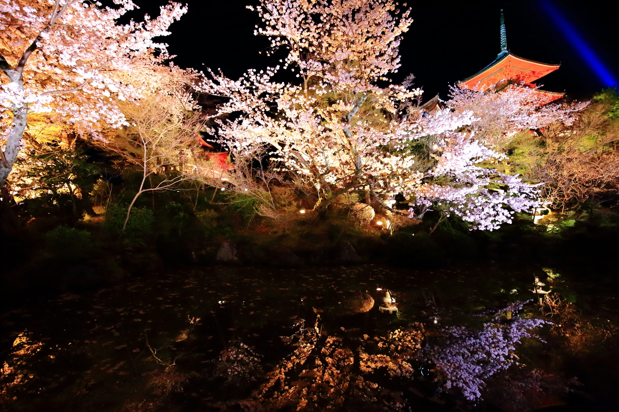 清水寺 桜 ライトアップ　彩りの夜桜と幻想的な水鏡