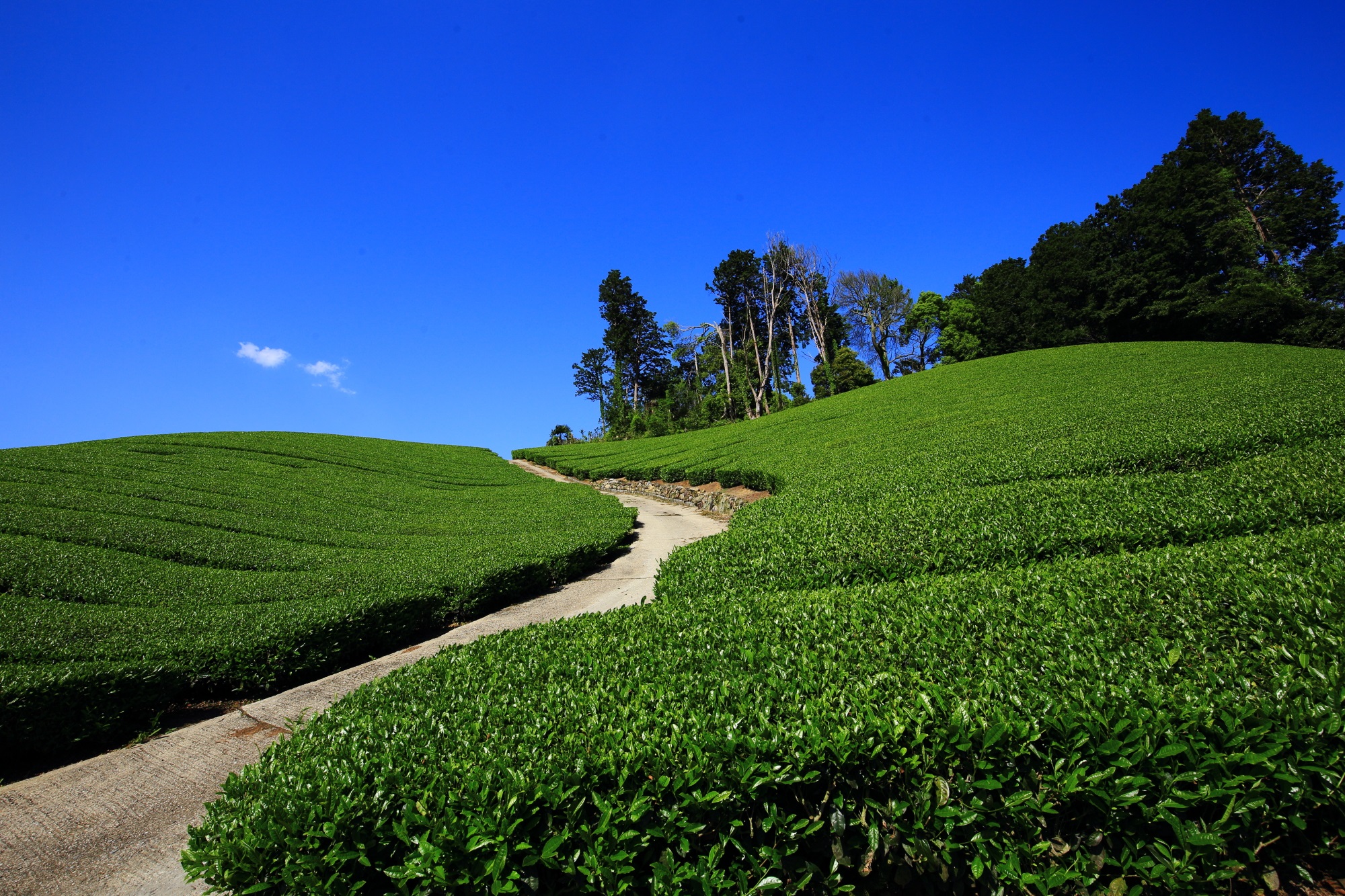 和束町の素晴らしいお茶畑と茶源郷と呼ばれる見事な景観