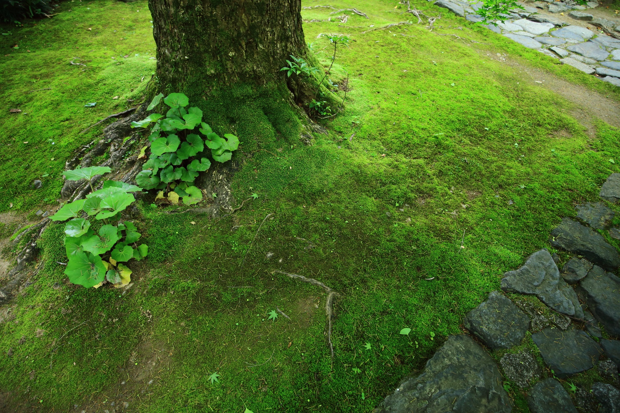Kyoto Rengeji-Temple moss and fresh green