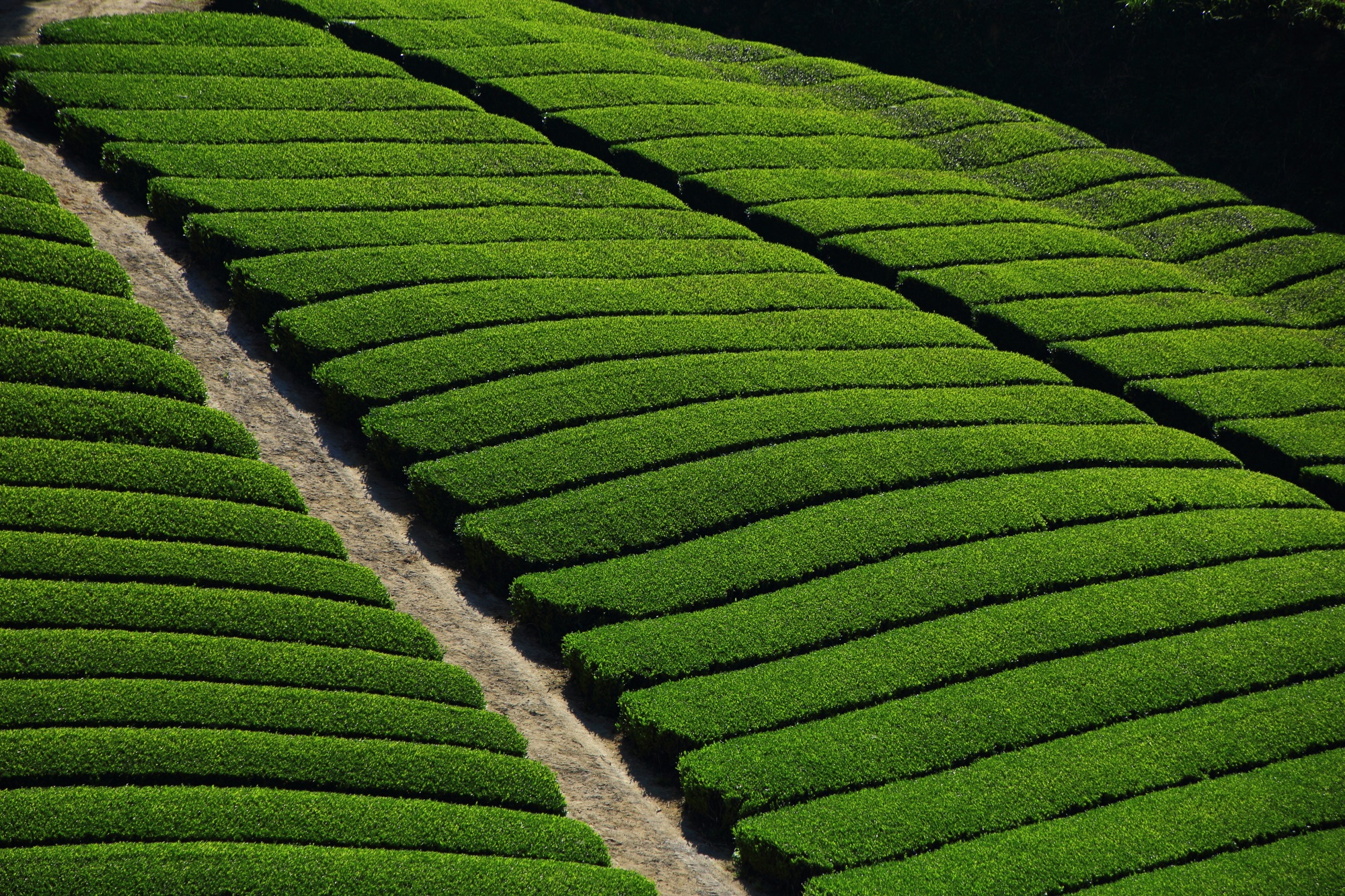 お茶畑の圧巻の緑の絨毯