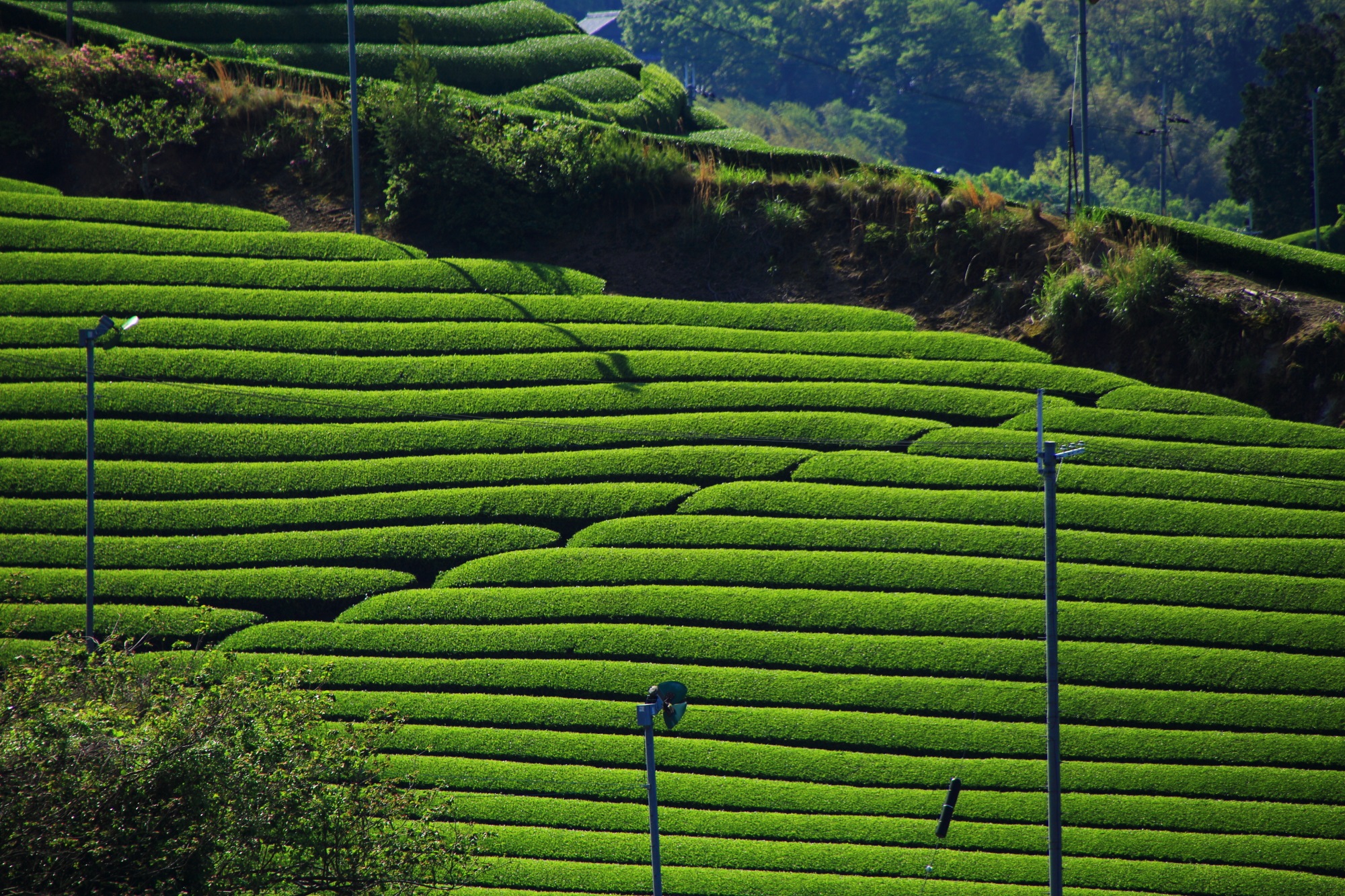 淡く優しい緑のお茶畑につつまれる和束町の石寺地区