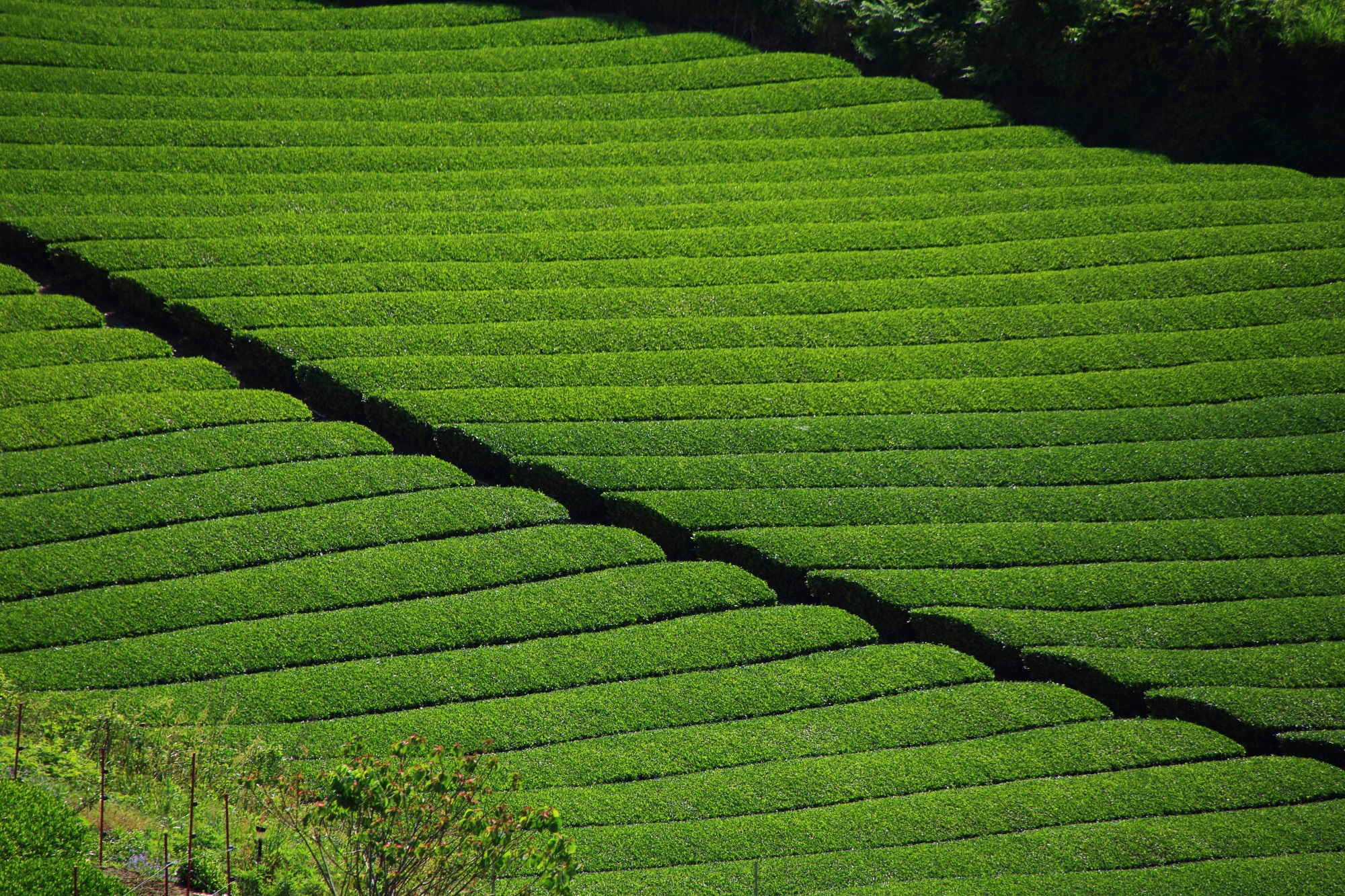 美しいお茶畑の景観から「茶源郷」とも称される納得の和束町