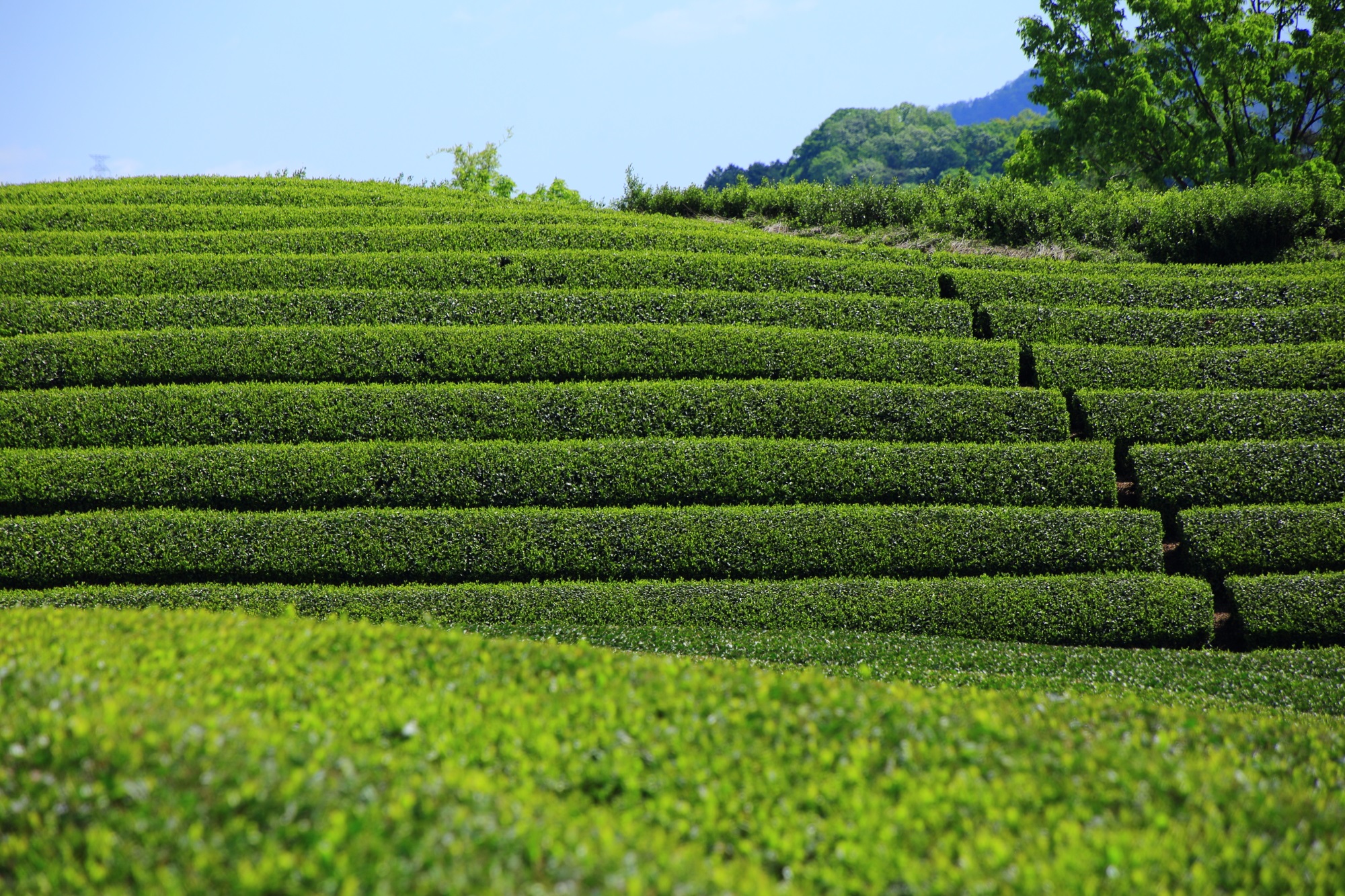 淡い緑から濃い緑まで色んな緑のお茶畑で賑わう和束町