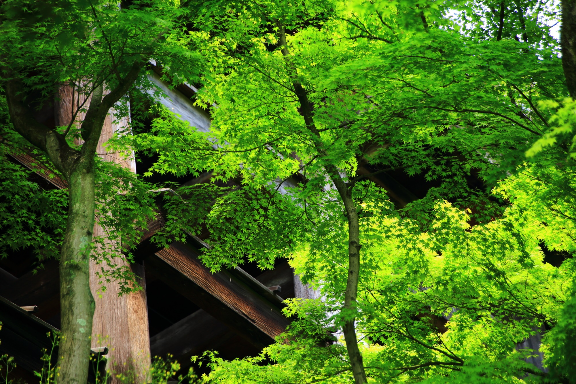 新緑 清水寺 本堂 綺麗 世界遺産