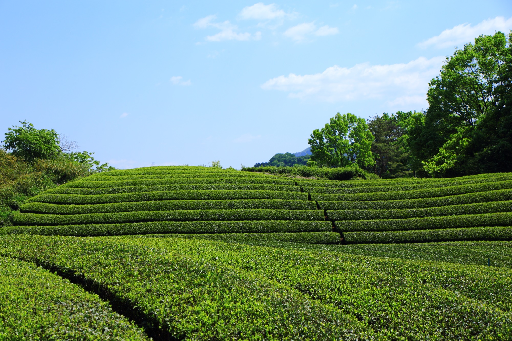 和束町のいろなんあ場所にあるお茶畑