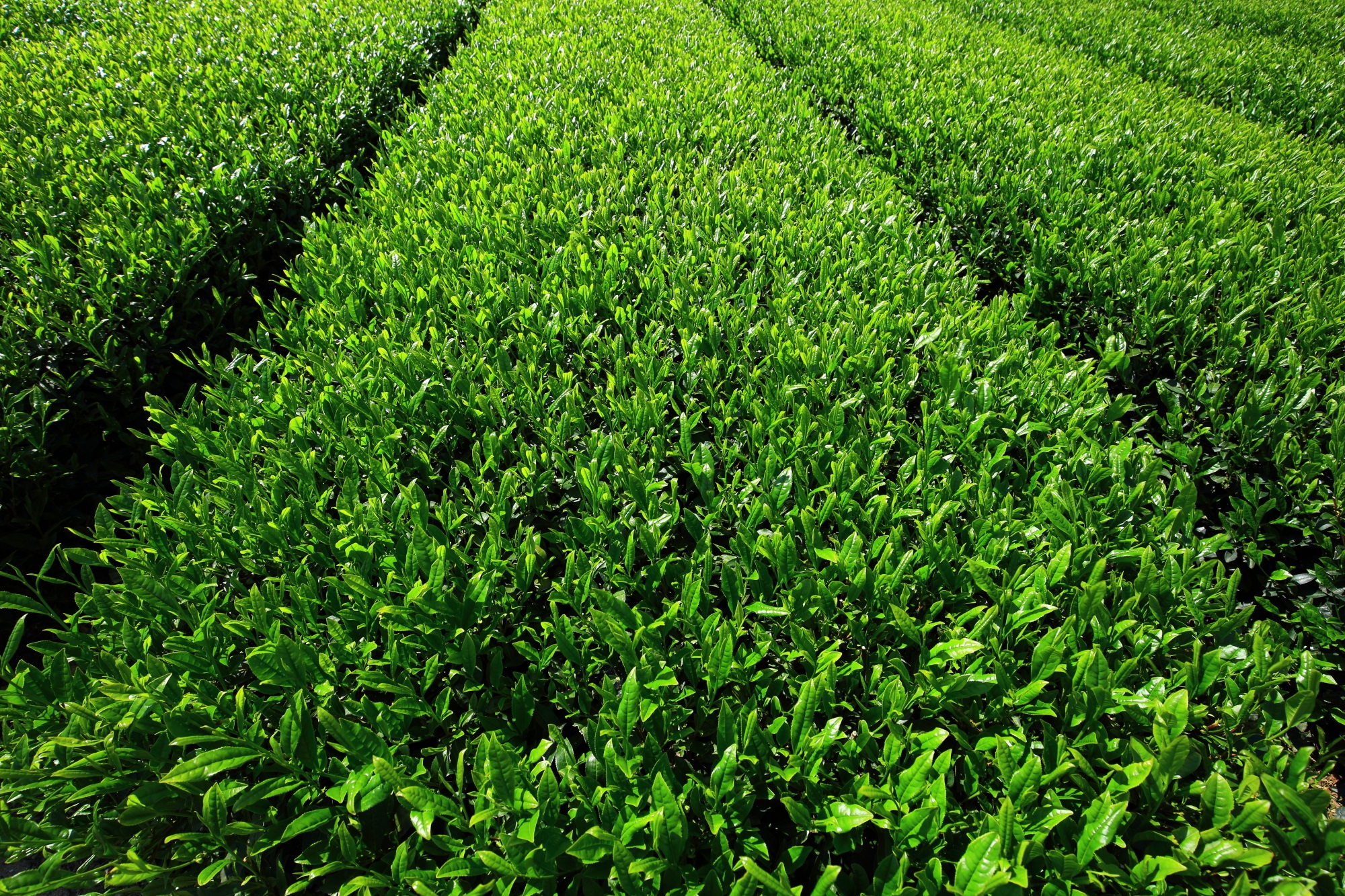 横から眺めた元気いっぱいの緑のお茶畑ロール