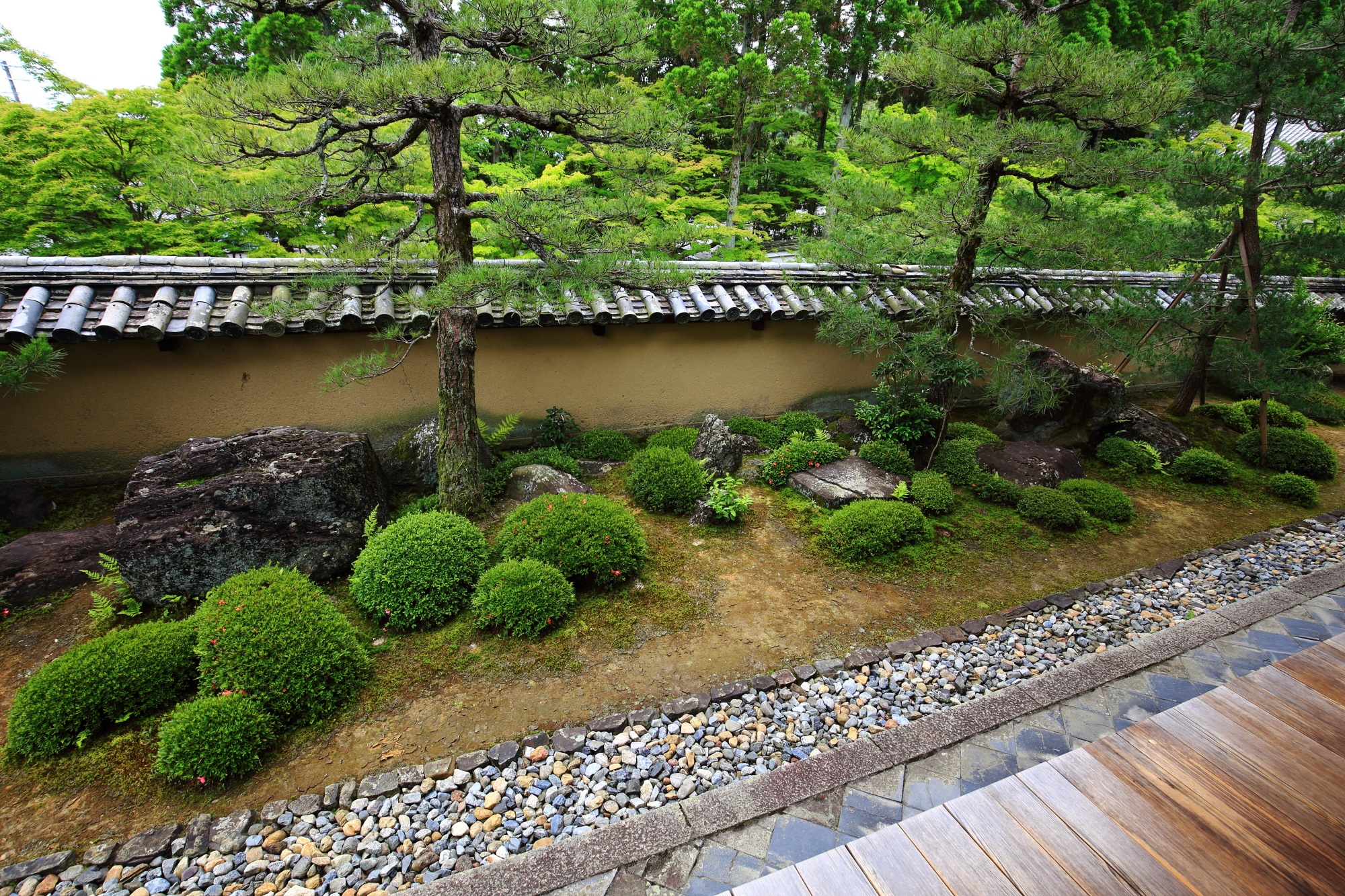 土塀と青もみじを背景に緑や岩が配された一休寺の方丈庭園東庭