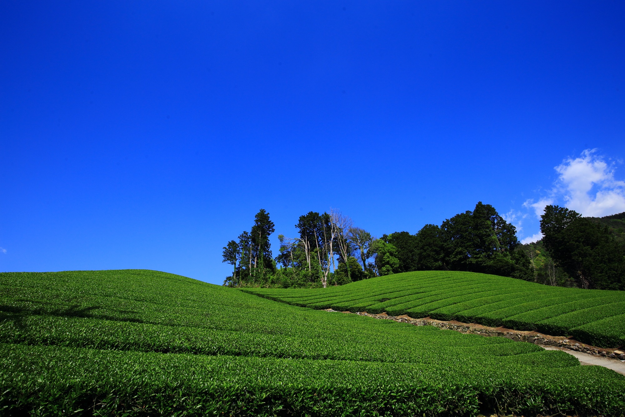 最高の青空に最高のお茶畑